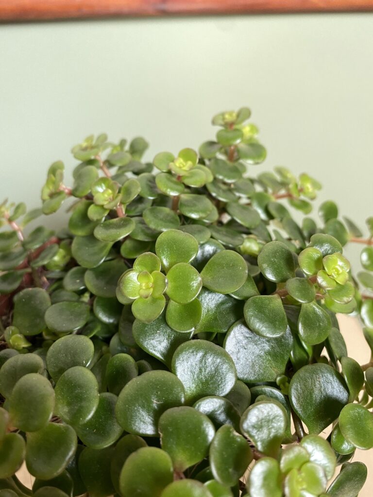Sedum Tornado Rozchodnik