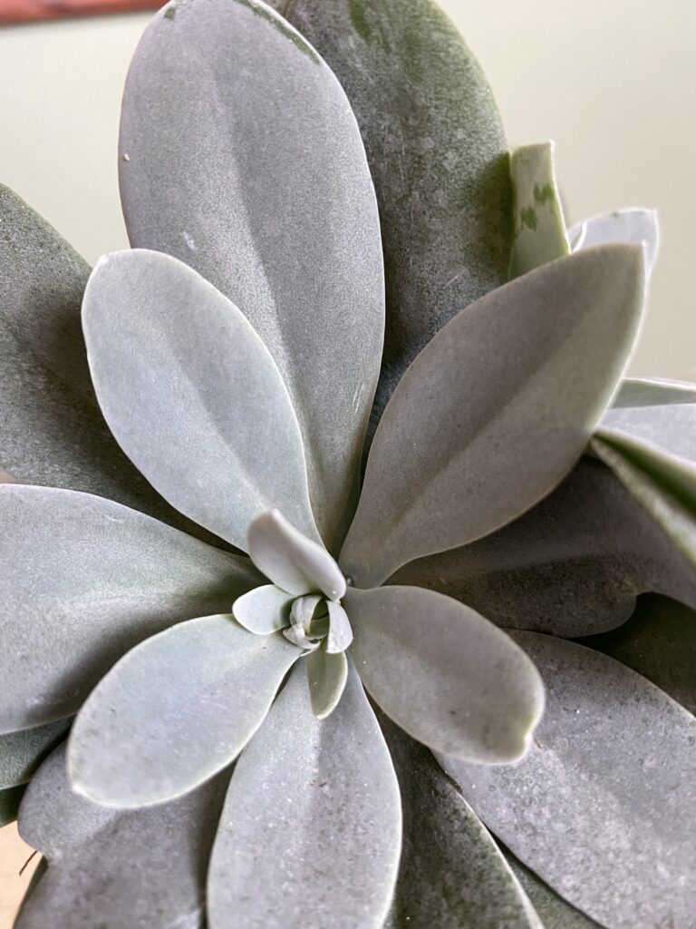 Echeveria sukulent