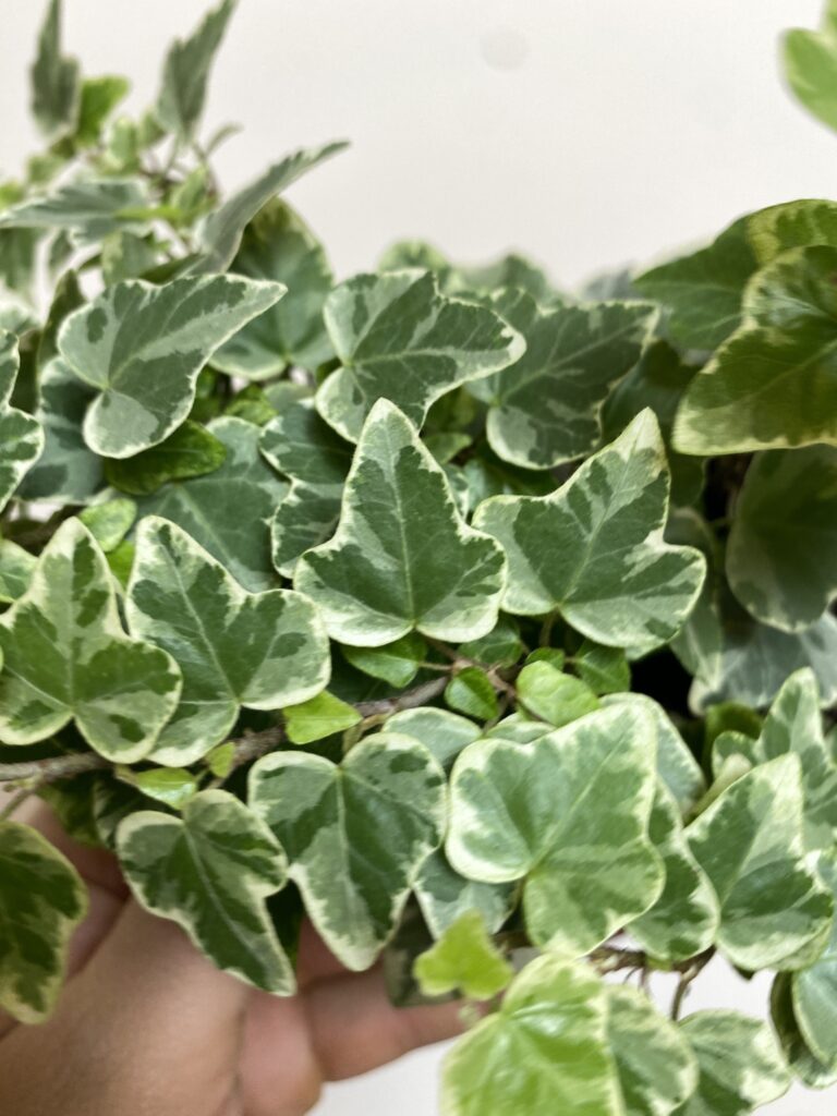 Hedera Mint Kolibri Bluszcz
