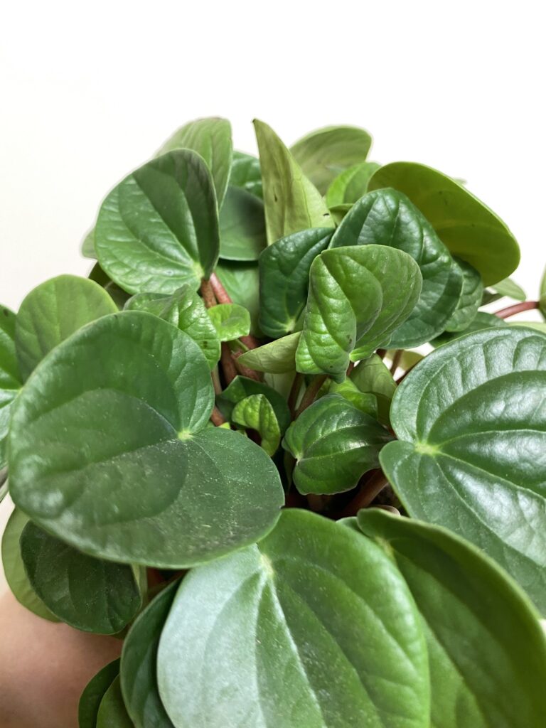 Peperomia albovittata Rana Verde