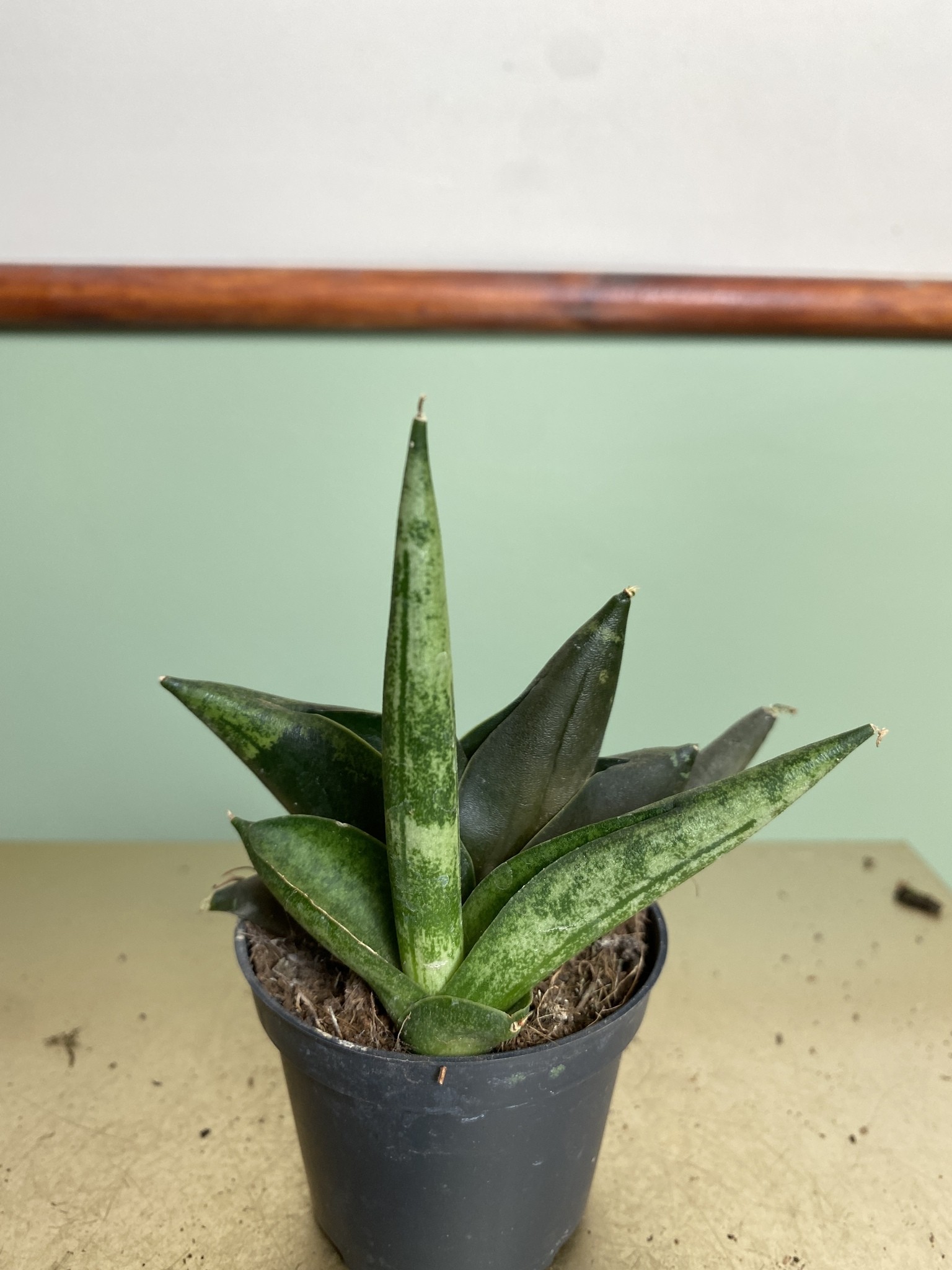 Sansevieria Zeylanica Fan