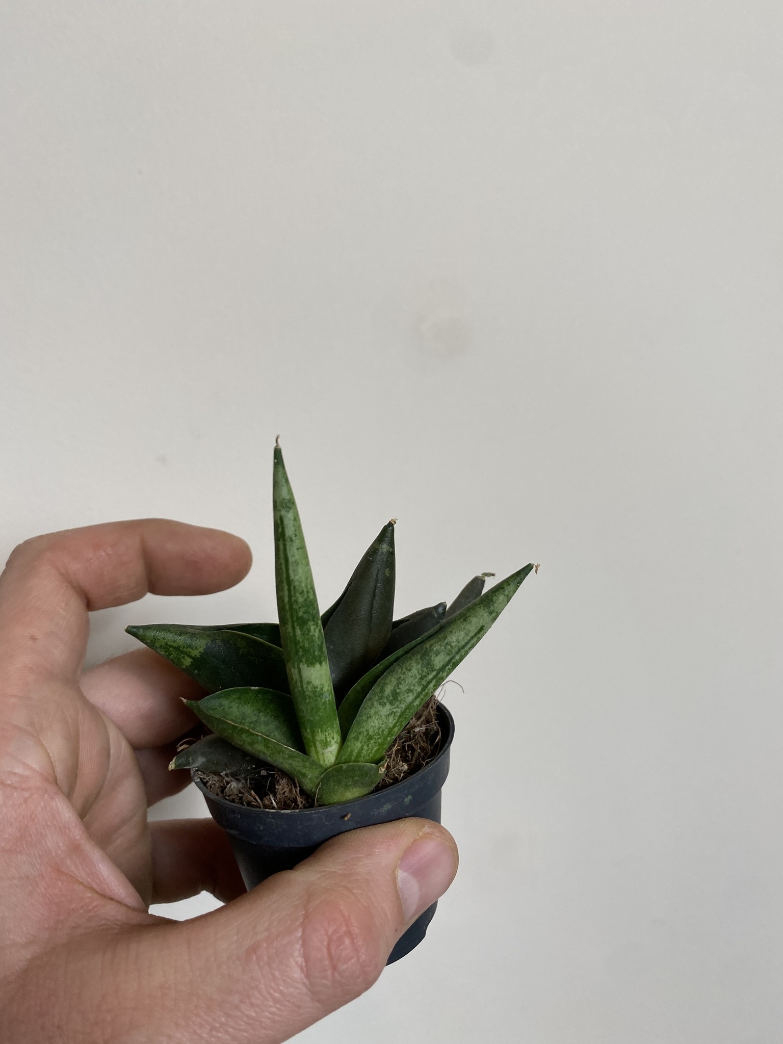 Sansevieria Zeylanica Fan