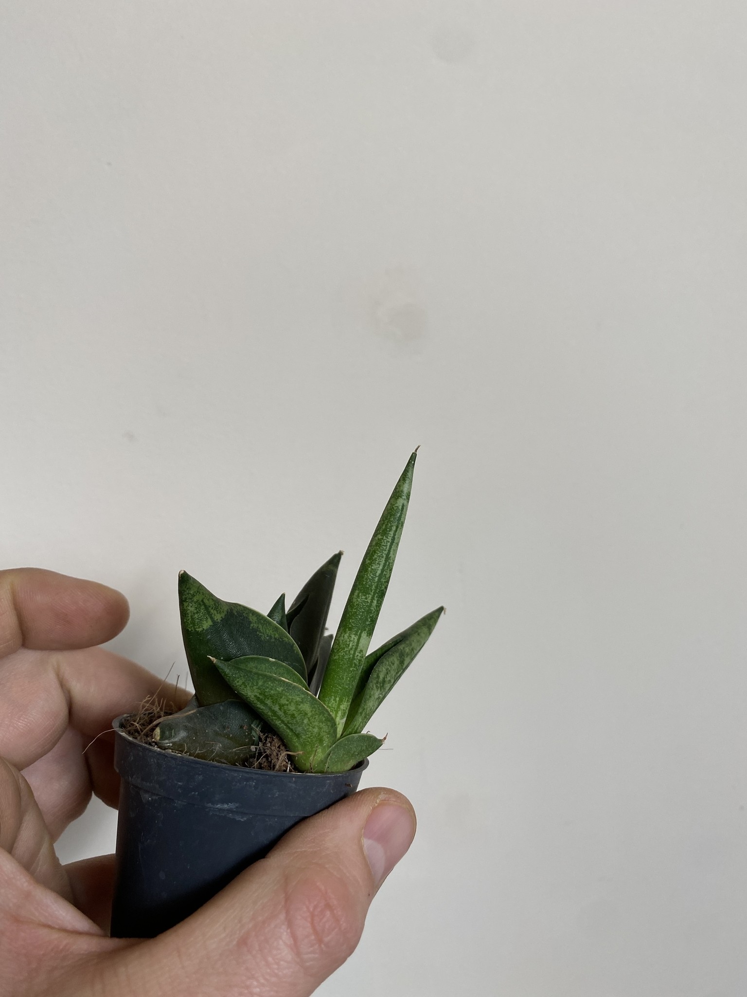 Sansevieria Zeylanica Fan