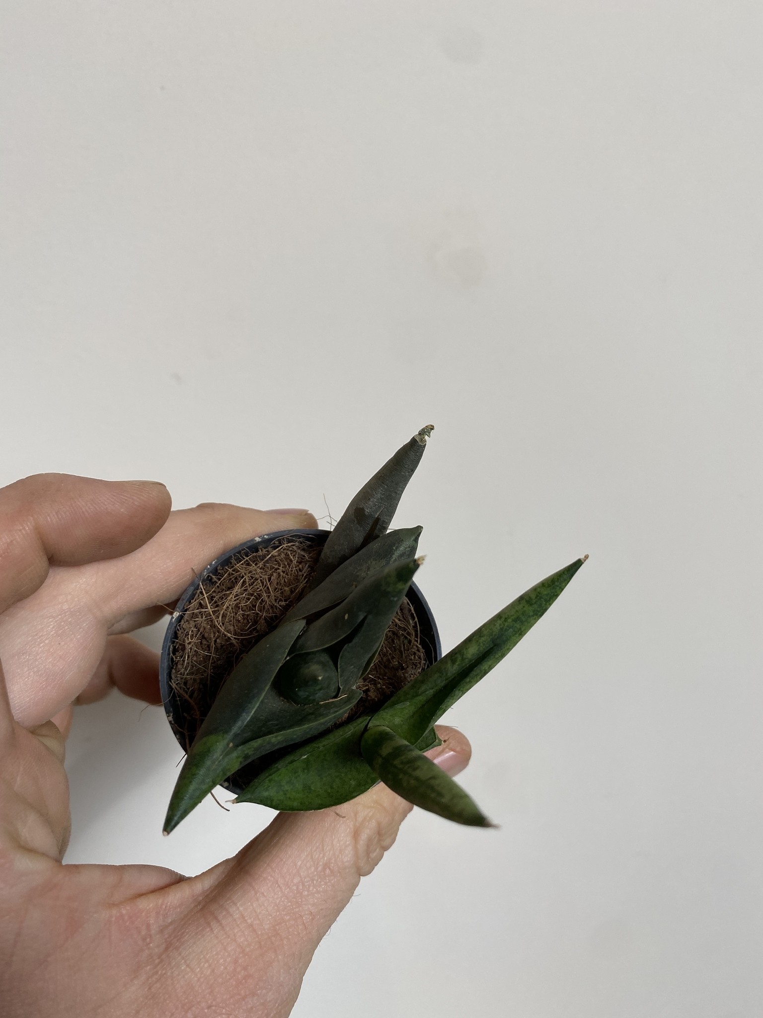 Sansevieria Zeylanica Fan