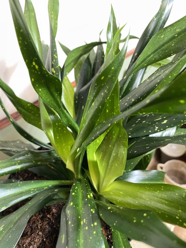 Sansevieria Sancaena Firefiles Green