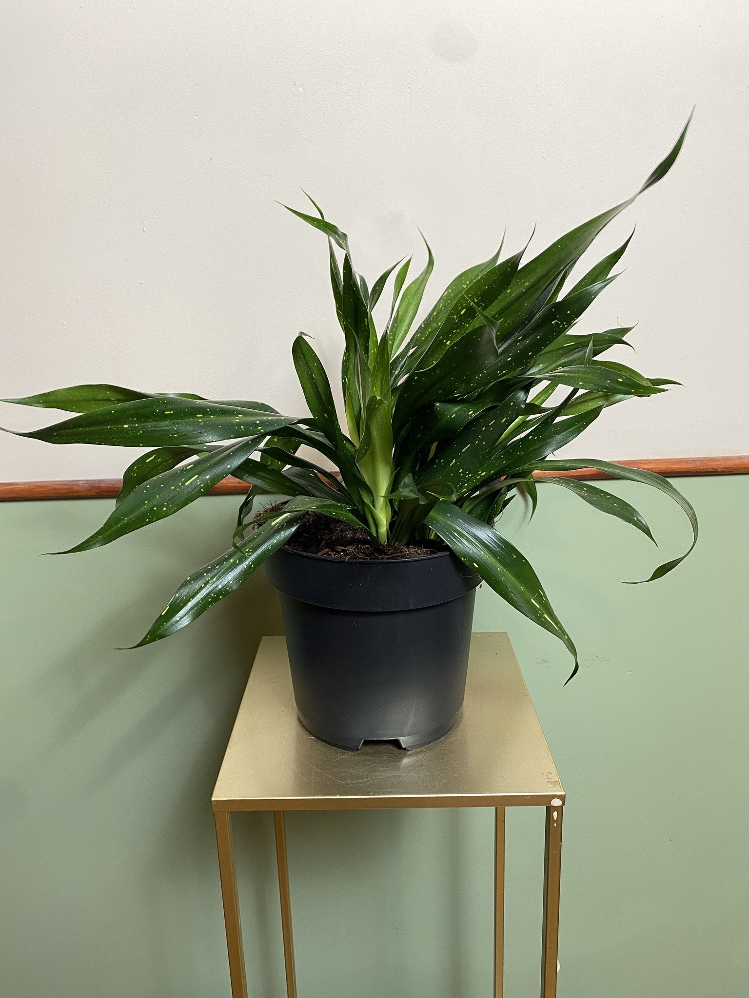 Sansevieria Sancaena Firefiles Green