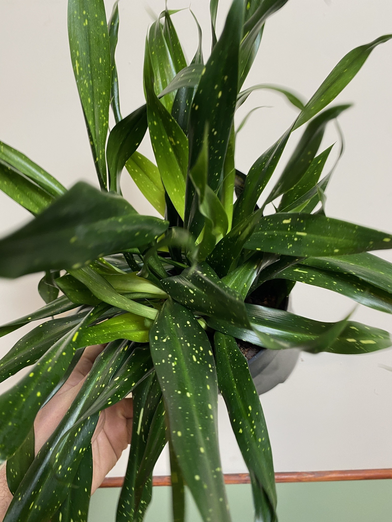 Sansevieria Sancaena Firefiles Green