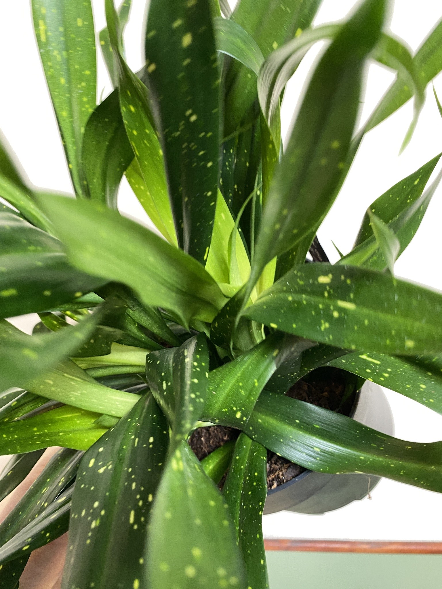 Sansevieria Sancaena Firefiles Green