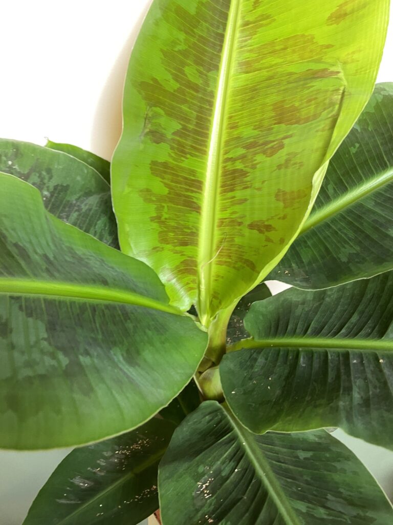 Musa 70cm Dwarf Bananowiec