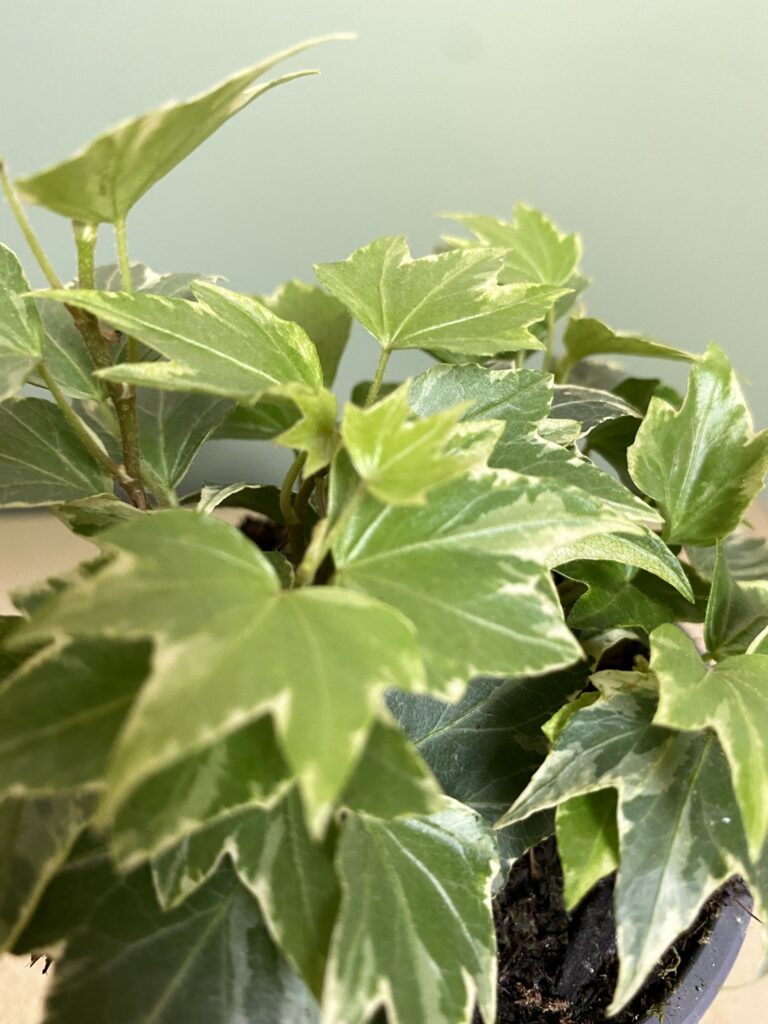 Hedera yello riple