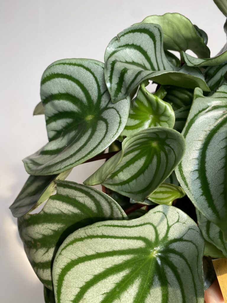 Peperomia Argyreia