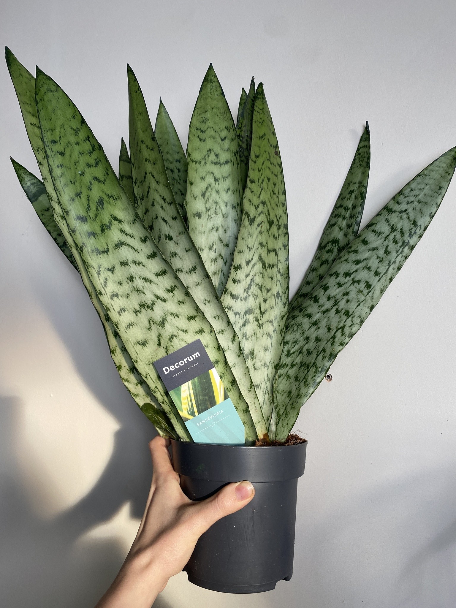 Sansevieria trif. Zeylanica Fan