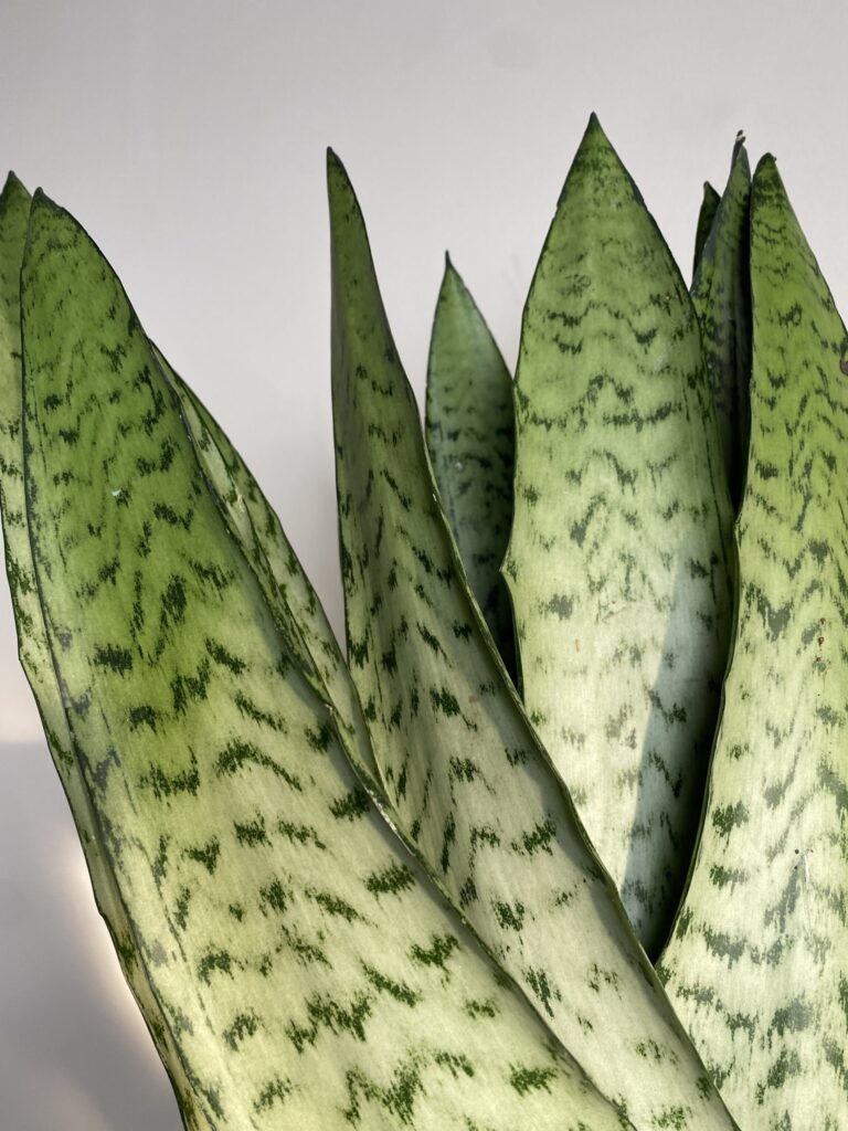 Sansevieria trif. Zeylanica Fan