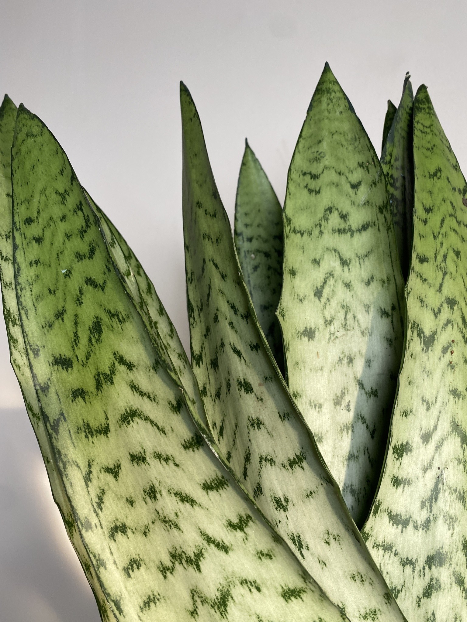 Sansevieria trif. Zeylanica Fan