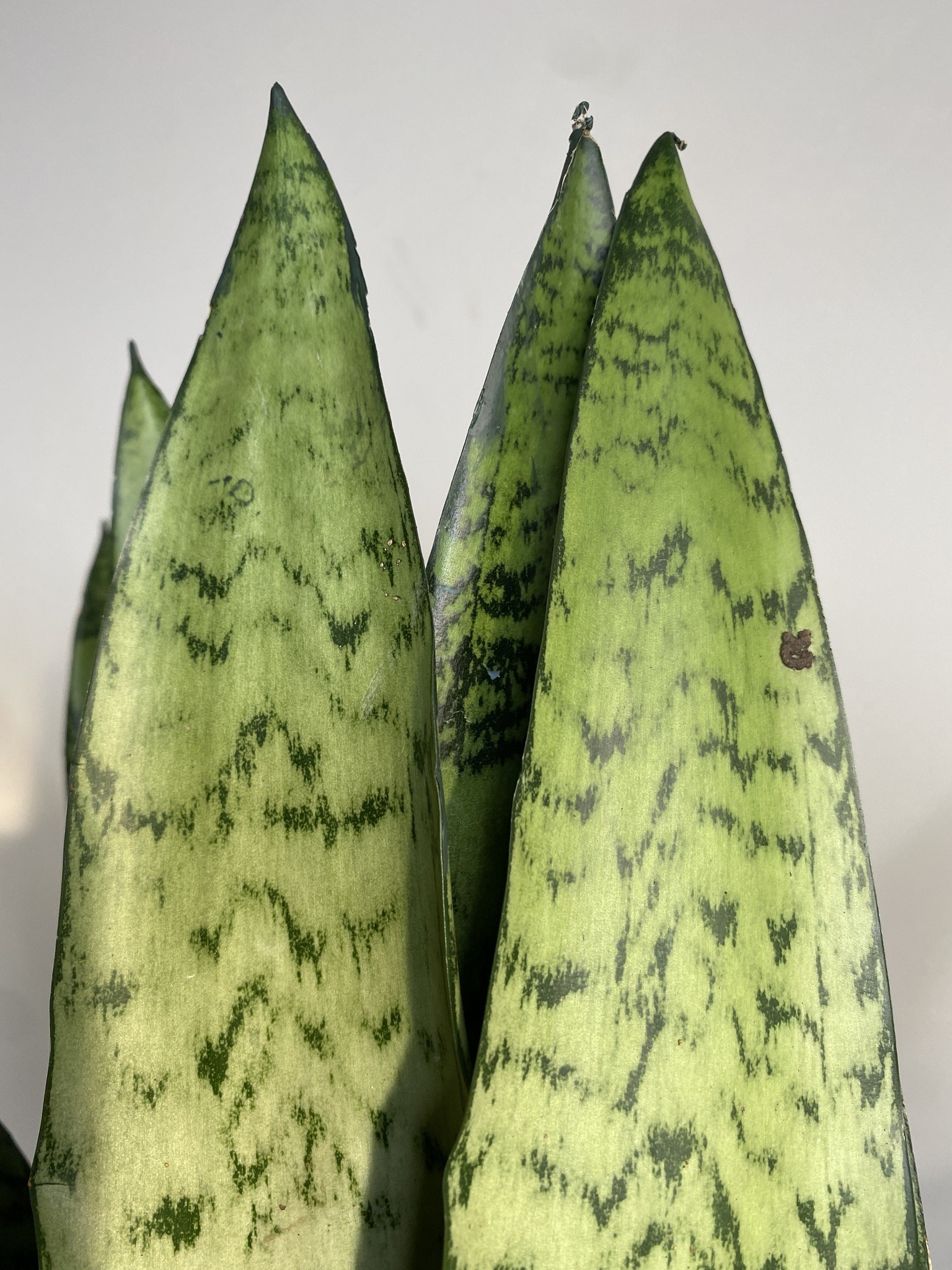 Sansevieria trif. Zeylanica Fan