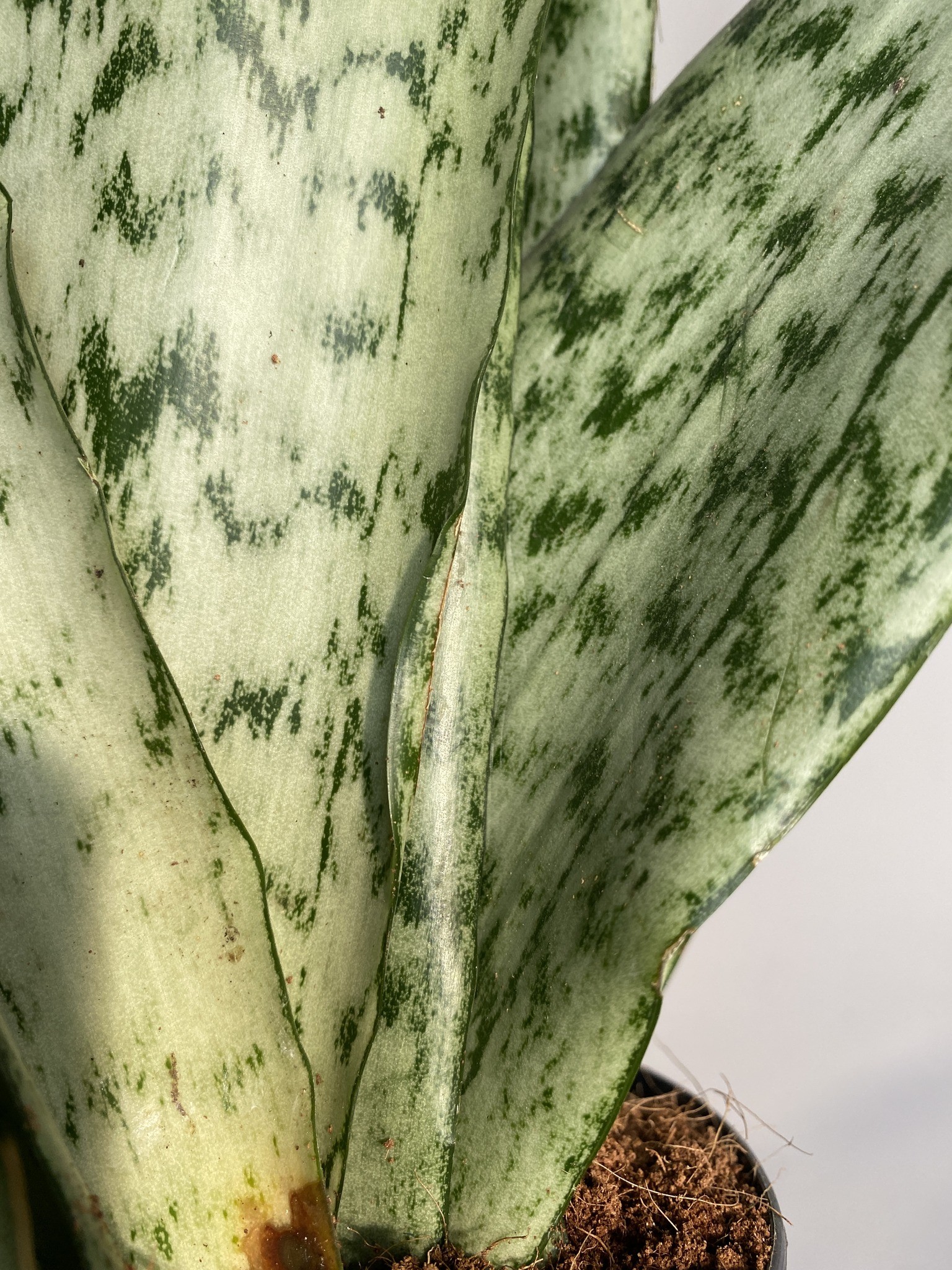 Sansevieria trif. Zeylanica Fan