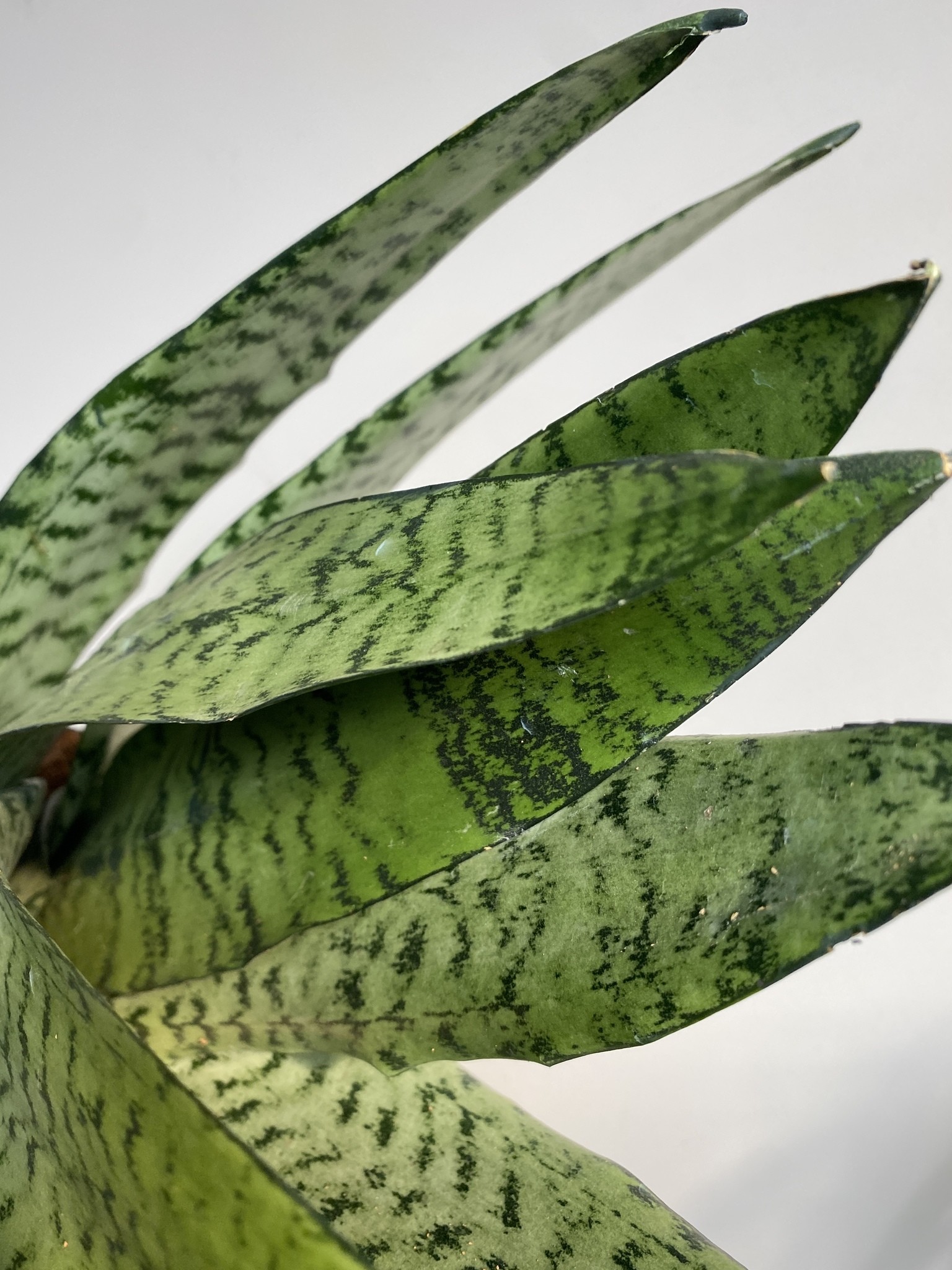 Sansevieria trif. Zeylanica Fan
