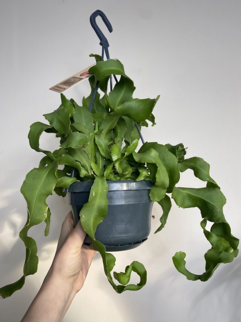 Epiphyllum Montrose Kaktus