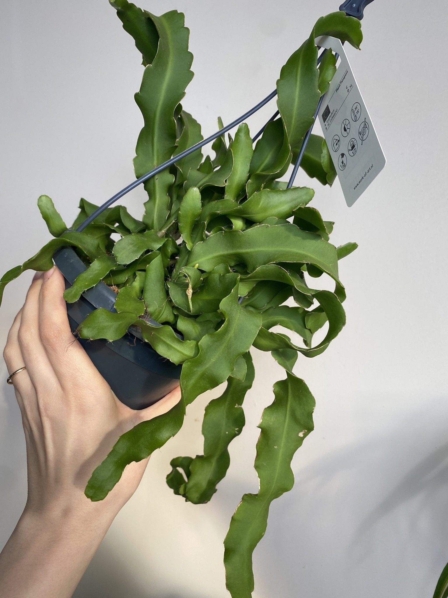 Epiphyllum Montrose Kaktus