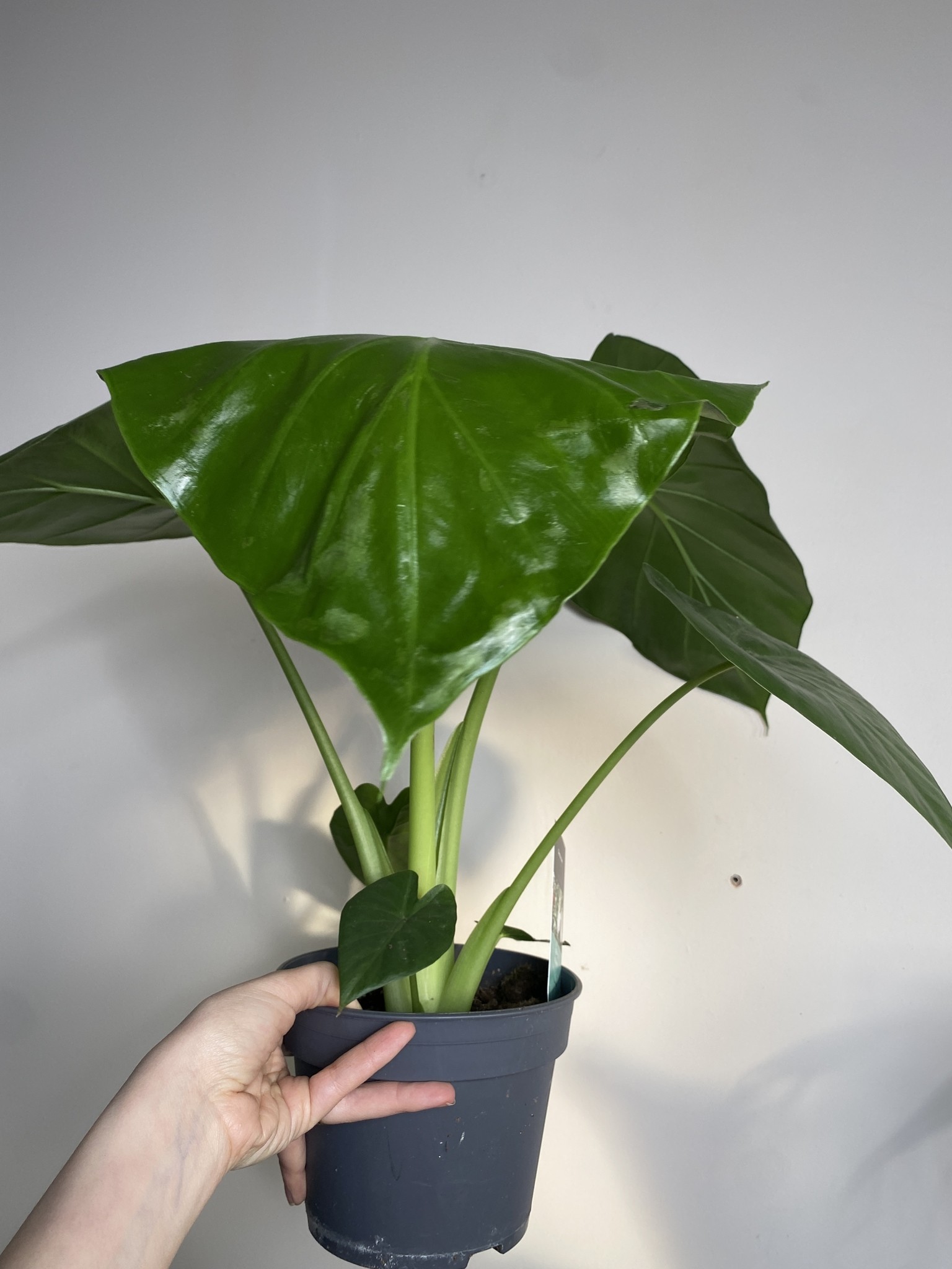 Alocasia Odora
