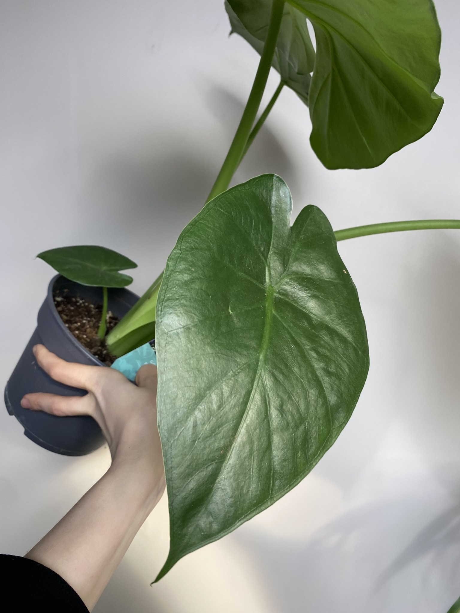 Alocasia Odora