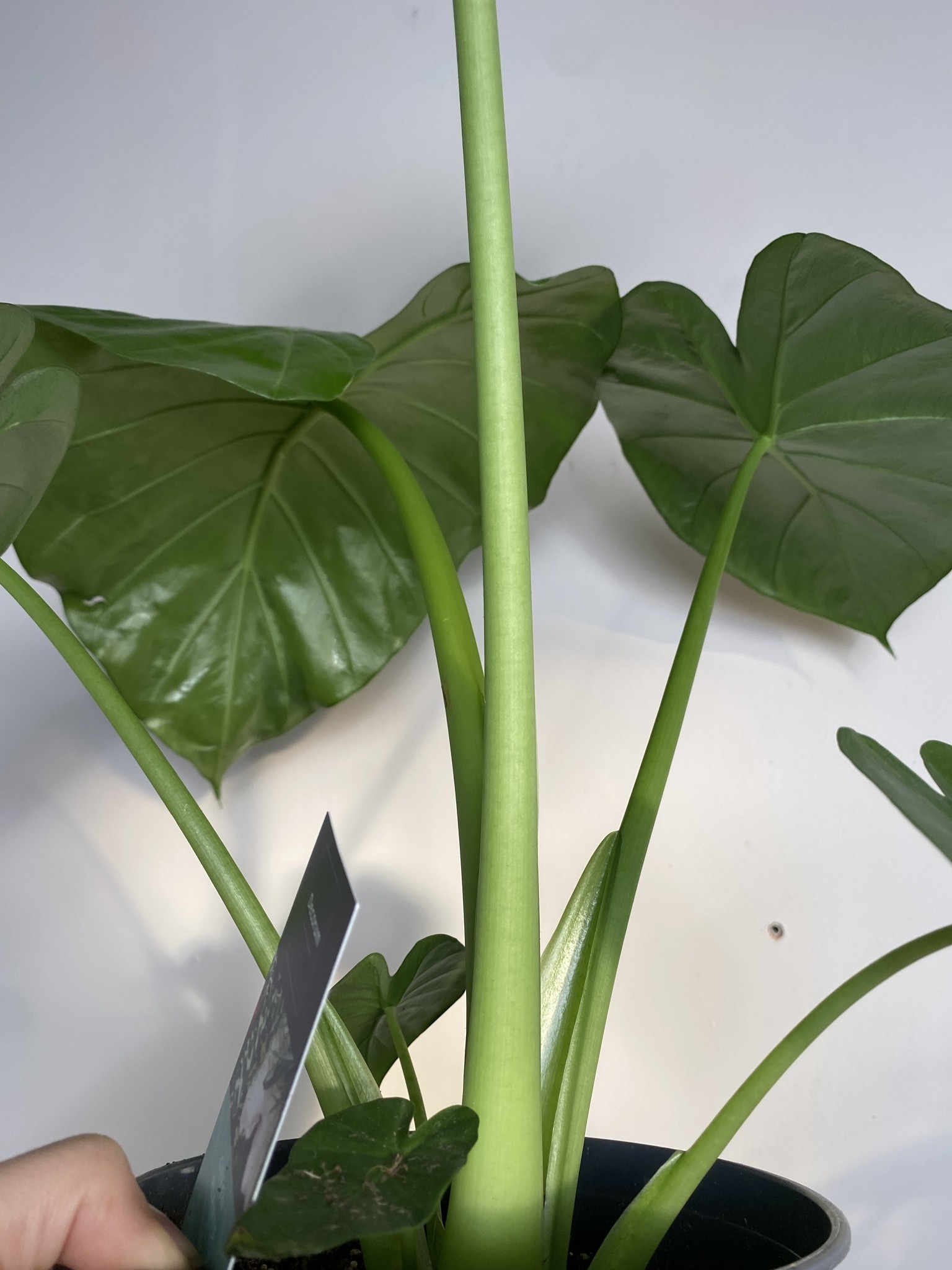 Alocasia Odora