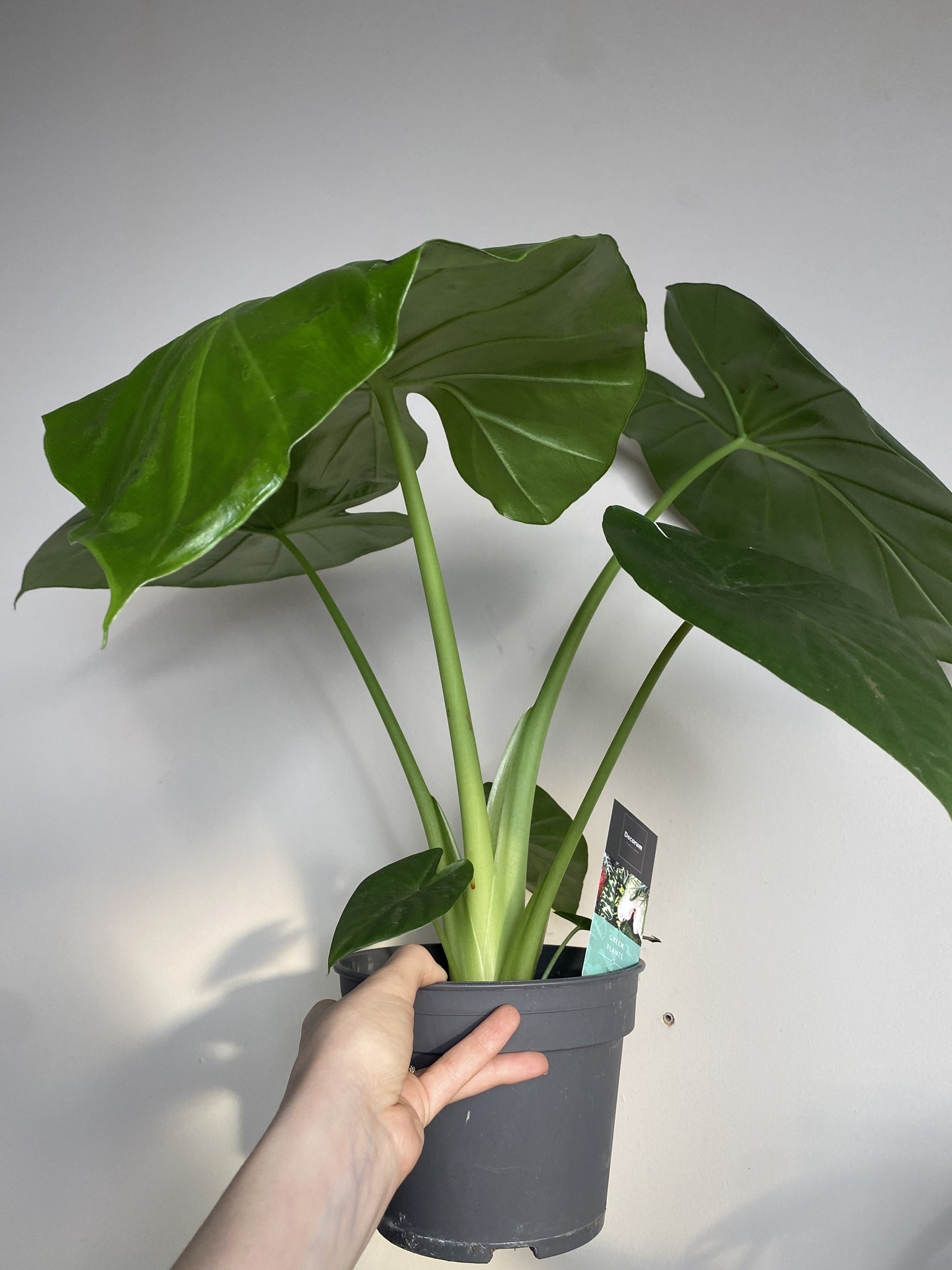 Alocasia Odora