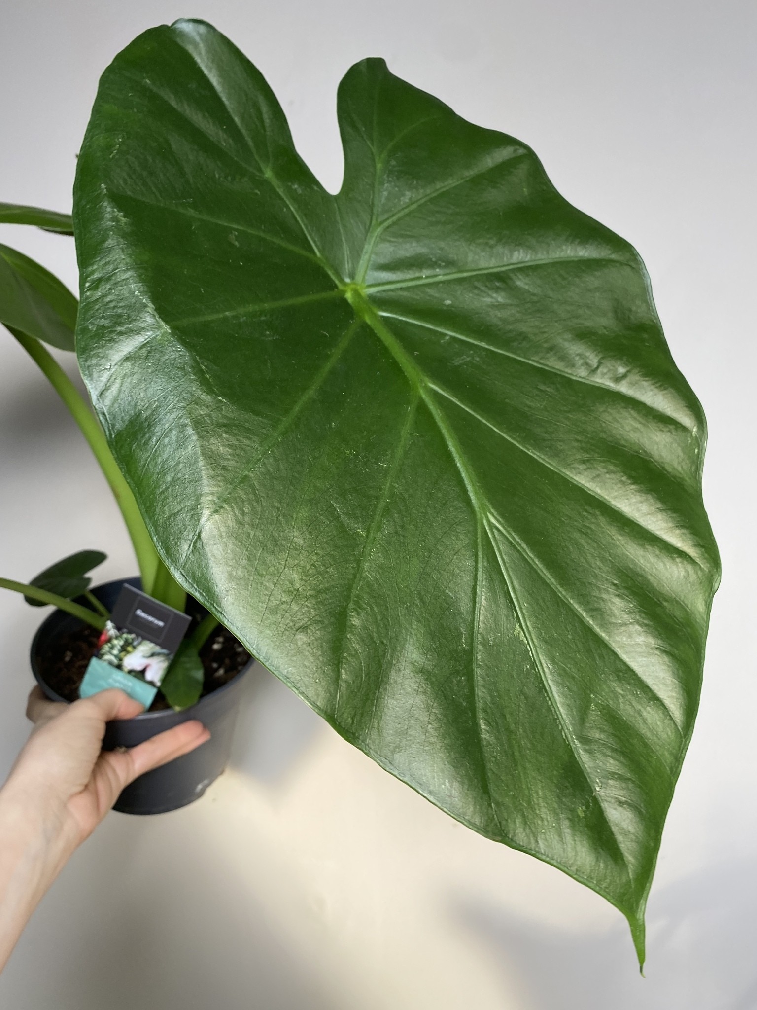 Alocasia Odora