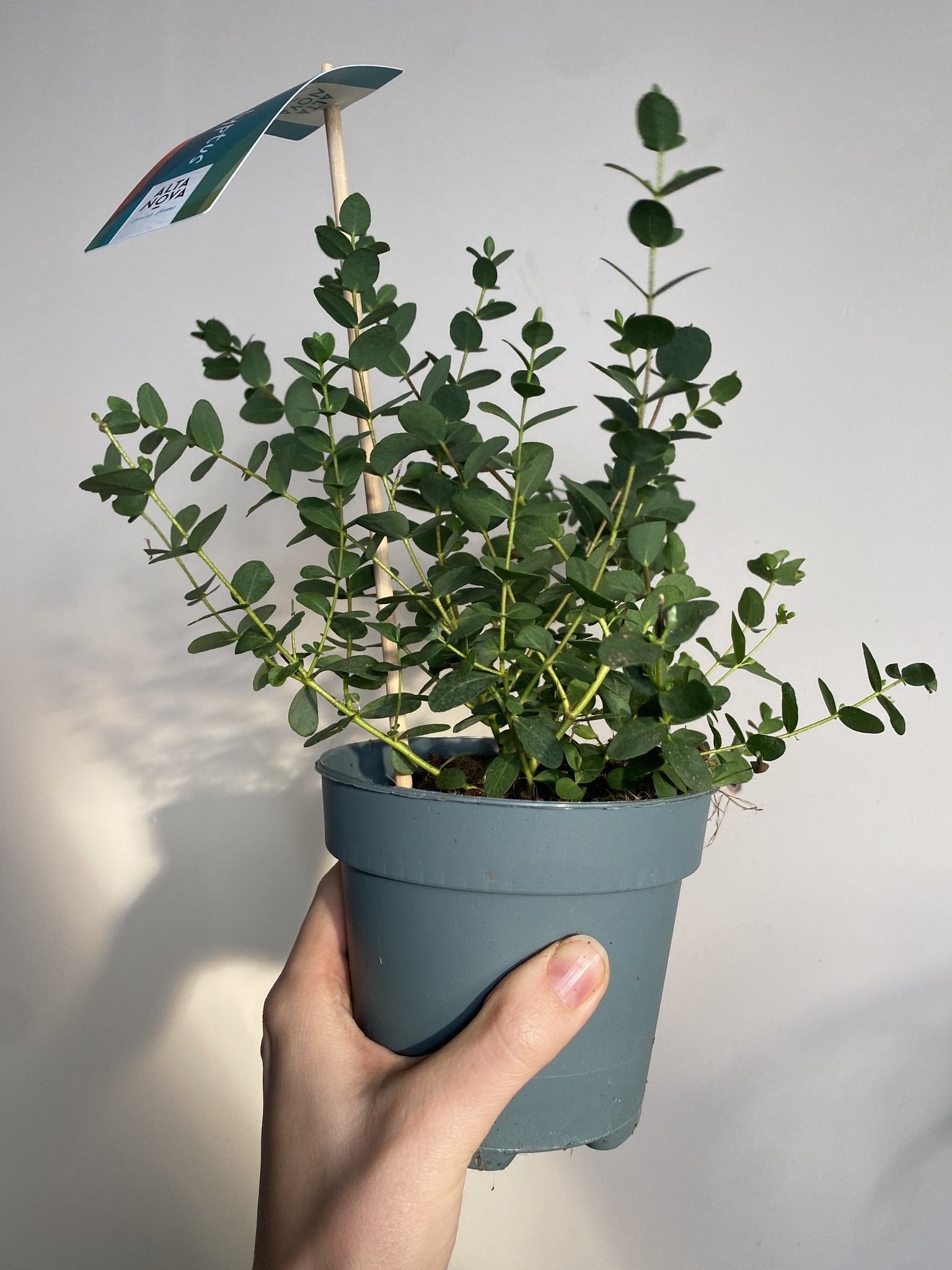 Eucalyptus drobnolistny Small Leaved Gummy