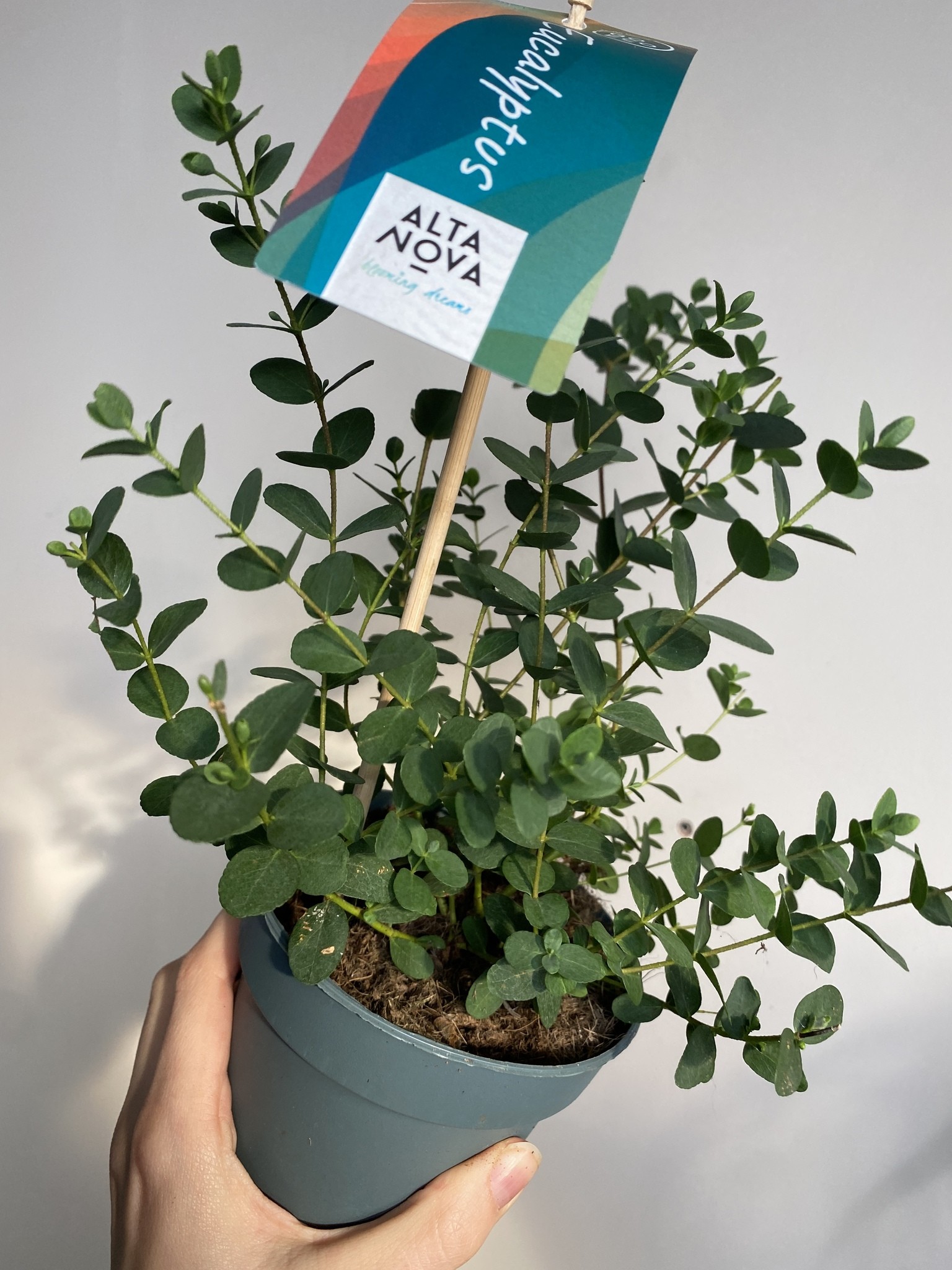 Eucalyptus drobnolistny Small Leaved Gummy