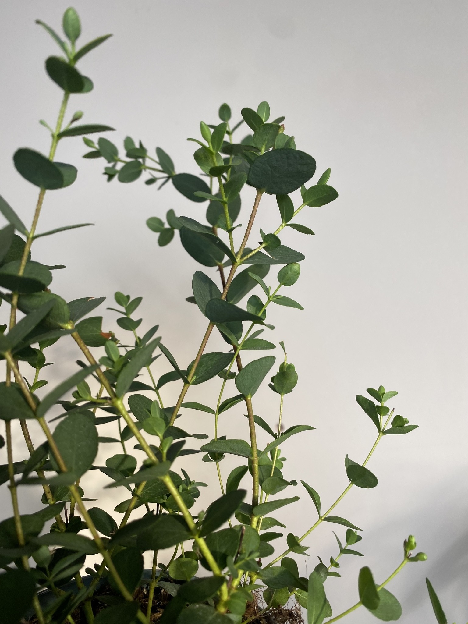 Eucalyptus drobnolistny Small Leaved Gummy