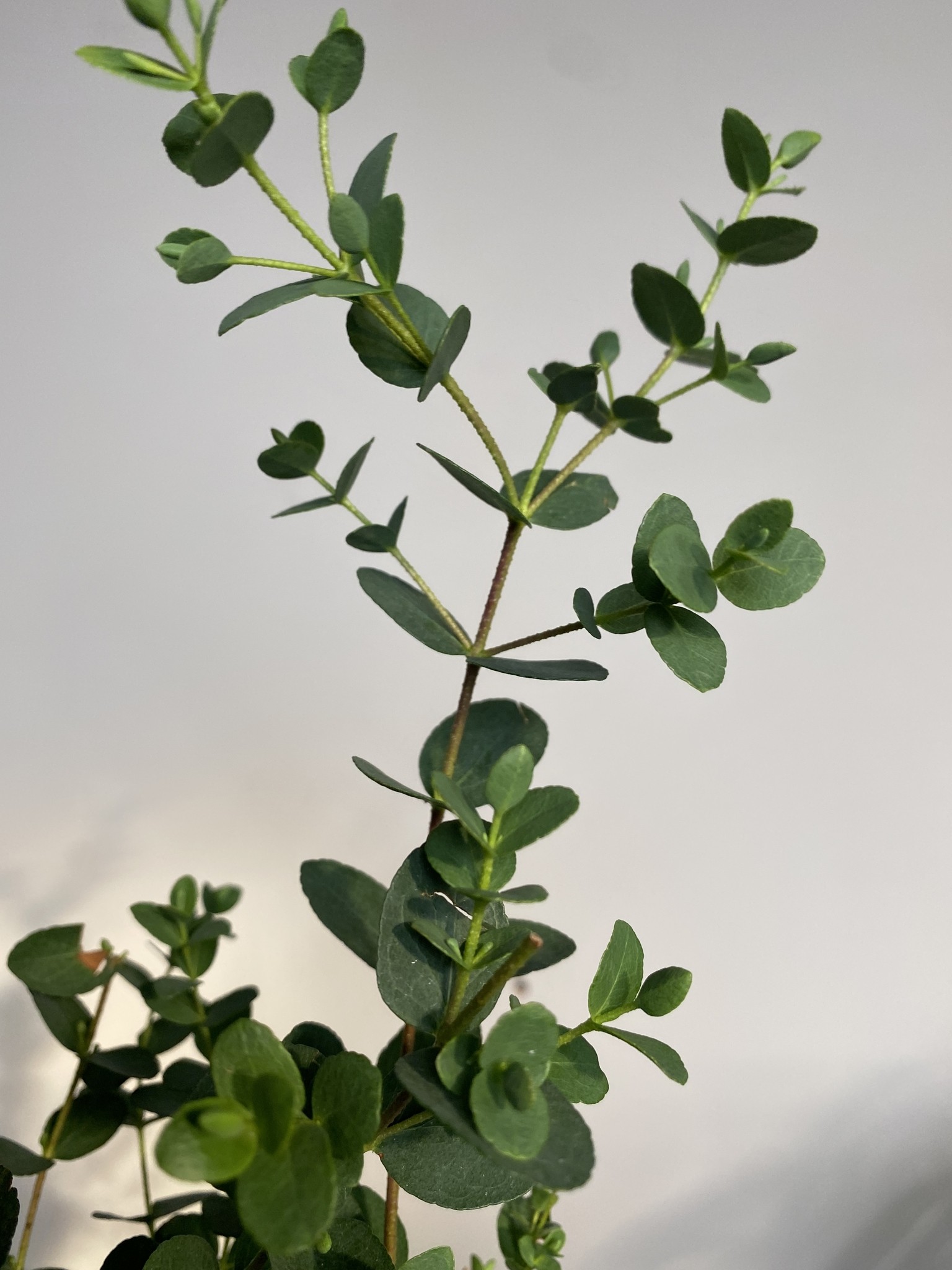 Eucalyptus drobnolistny Small Leaved Gummy