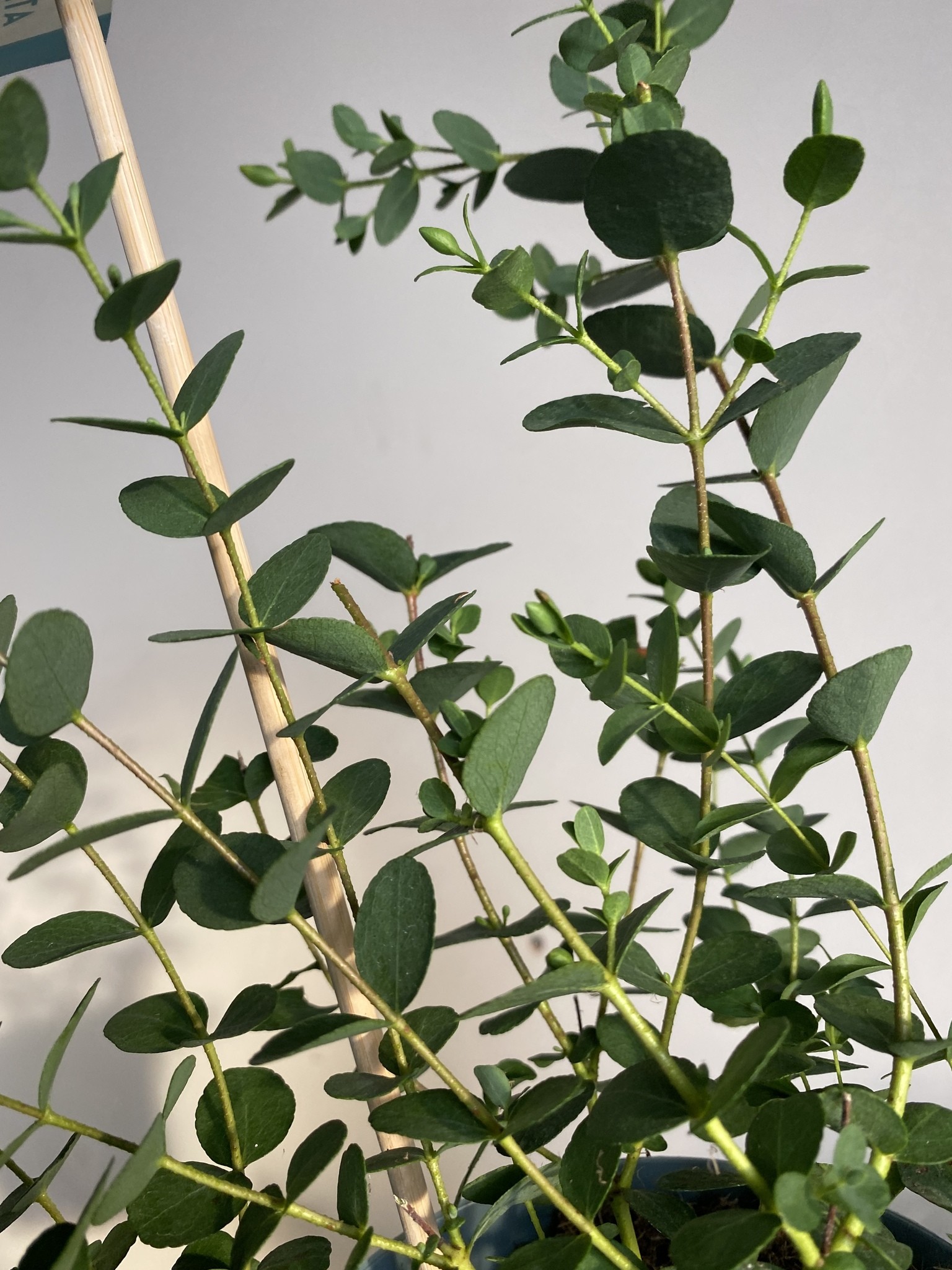 Eucalyptus drobnolistny Small Leaved Gummy