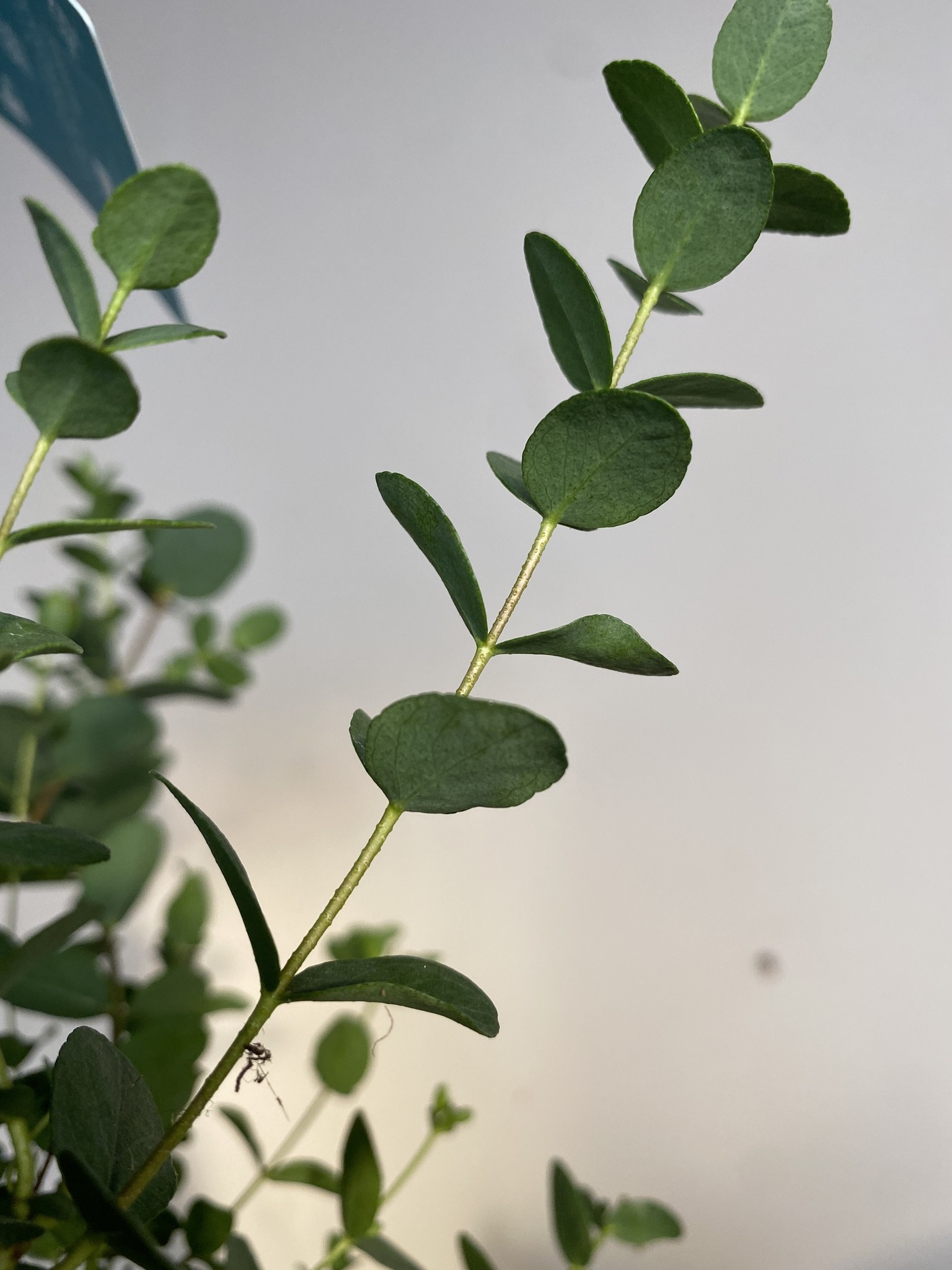 Eucalyptus drobnolistny Small Leaved Gummy