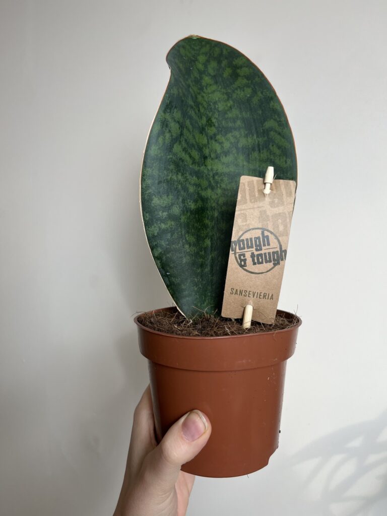Sansevieria Victoria