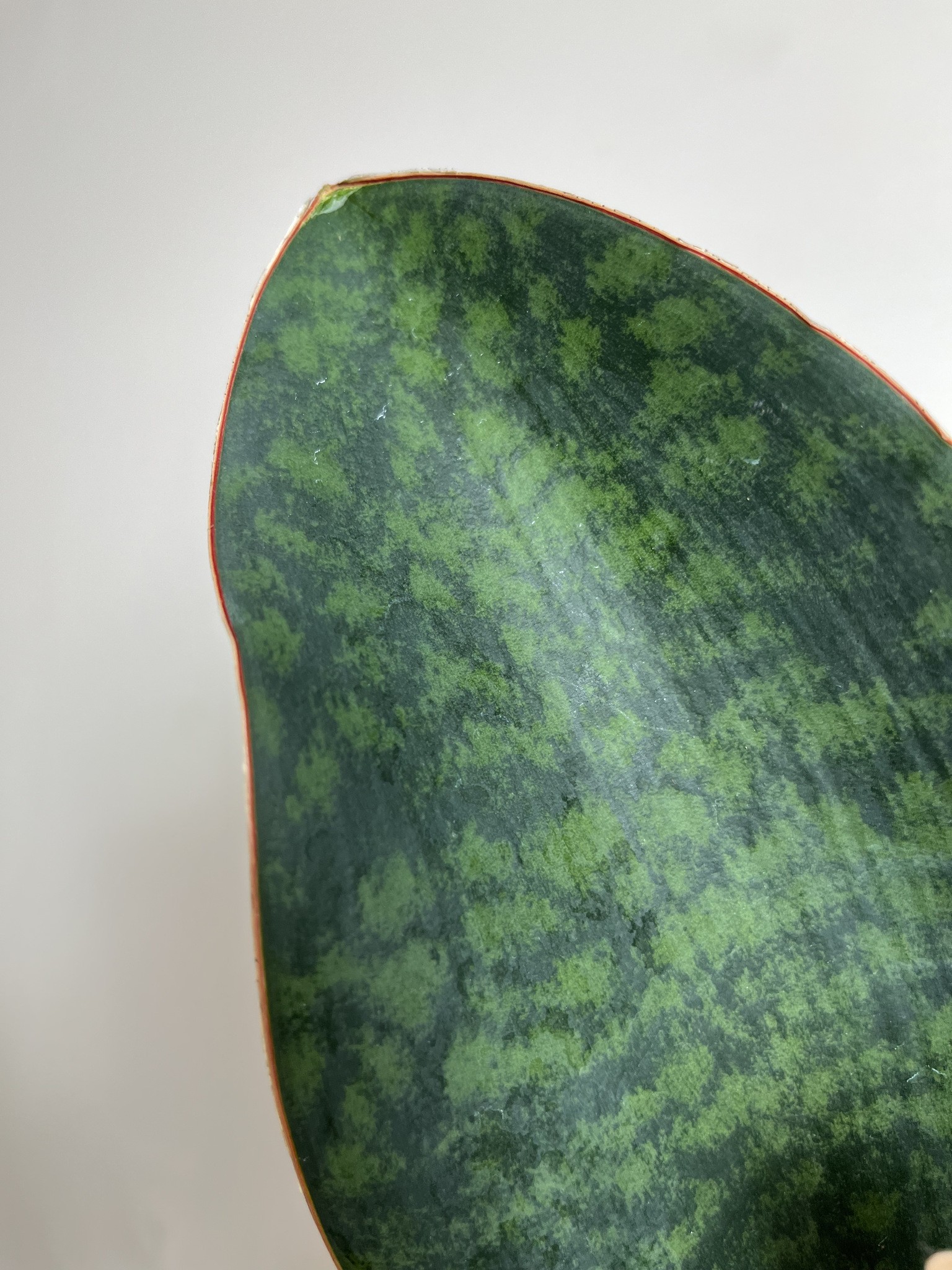 Sansevieria Victoria