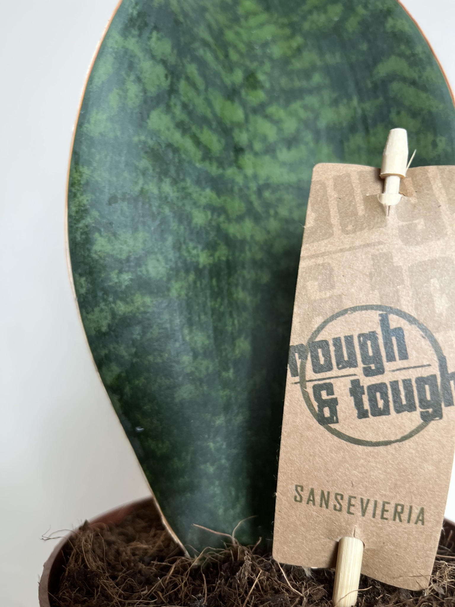 Sansevieria Victoria