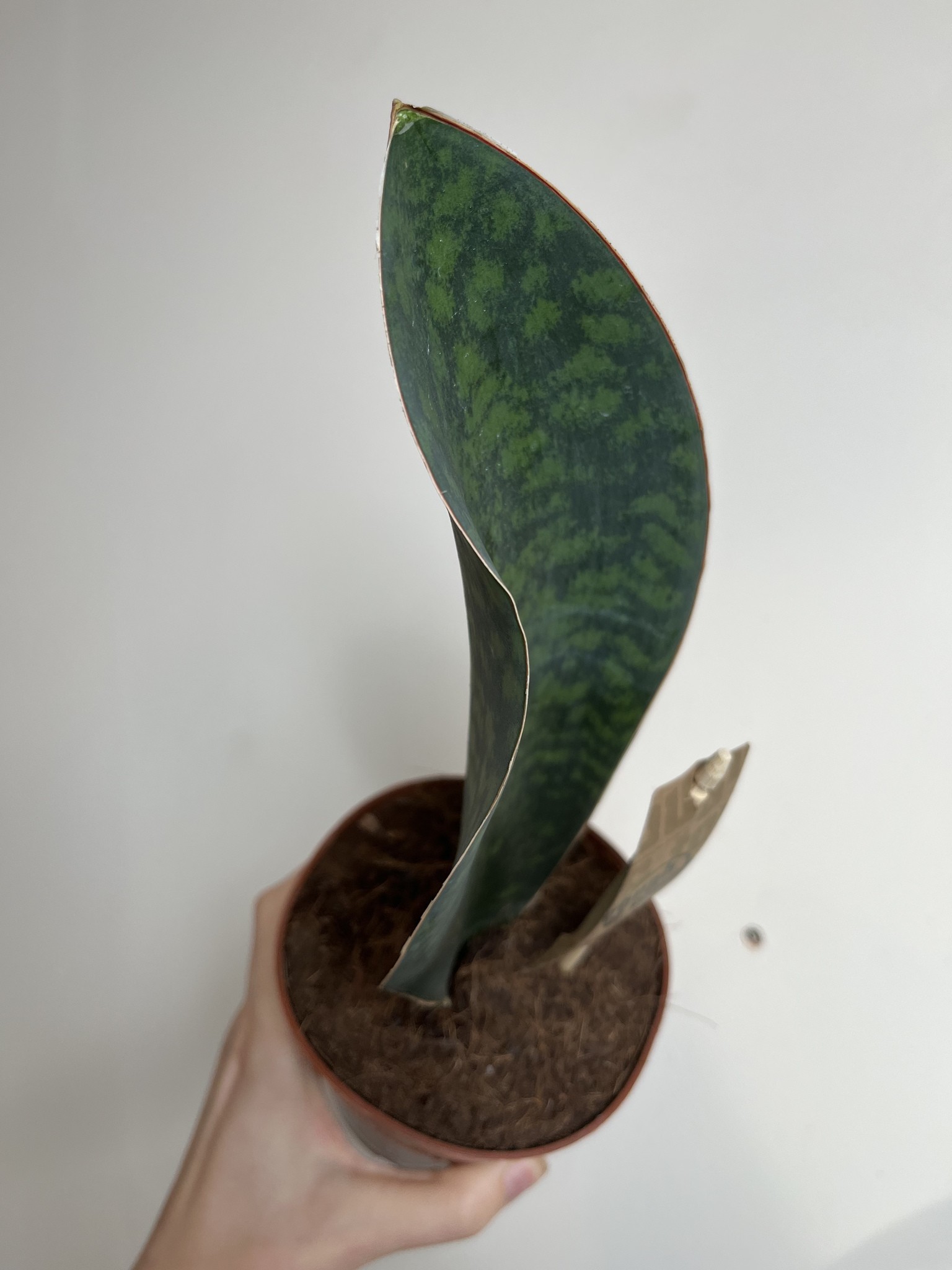 Sansevieria Victoria