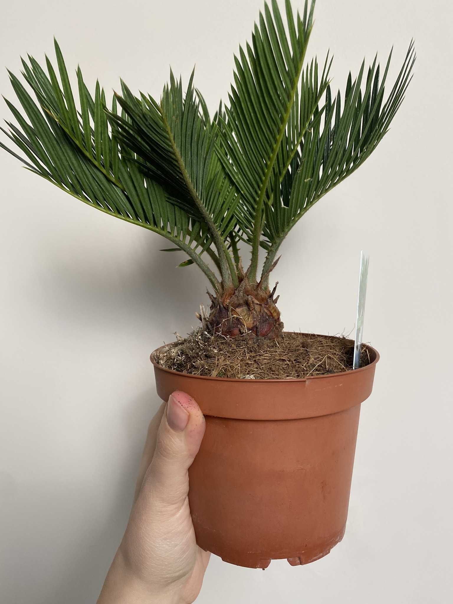 Cykas Revoluta Cycas