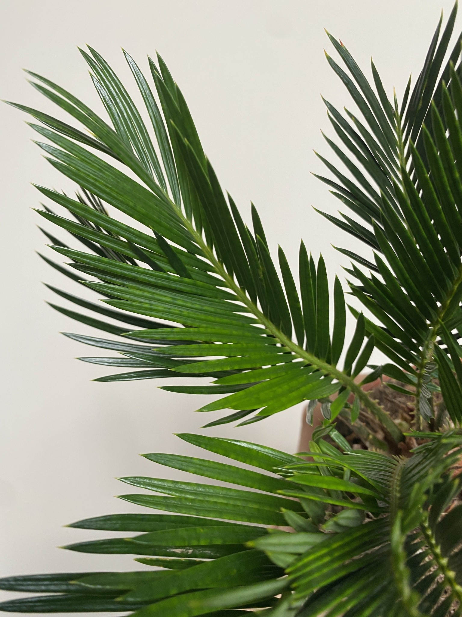 Cykas Revoluta Cycas