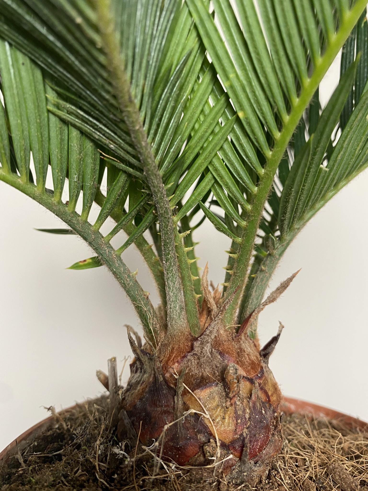Cykas Revoluta Cycas