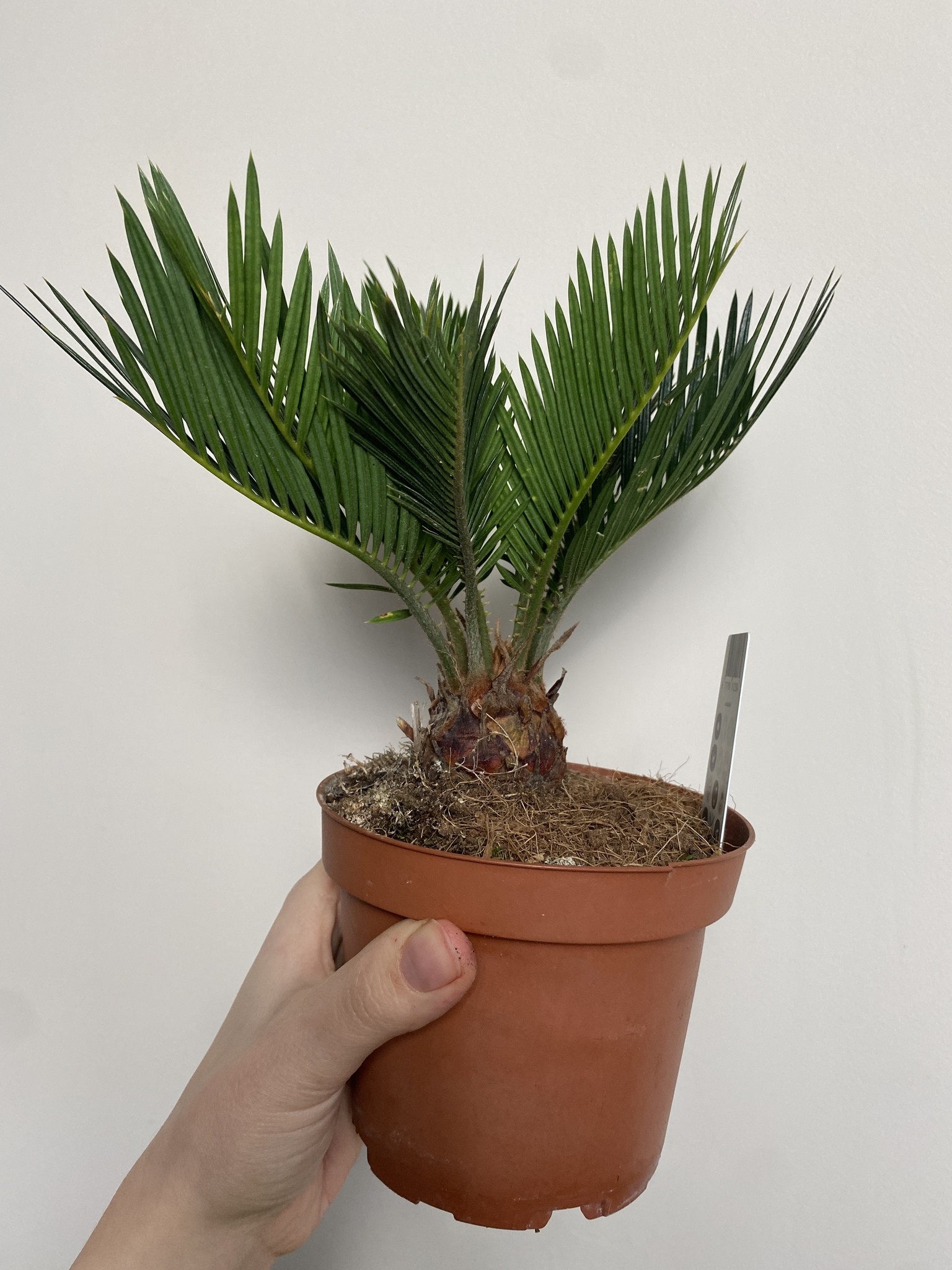 Cykas Revoluta Cycas