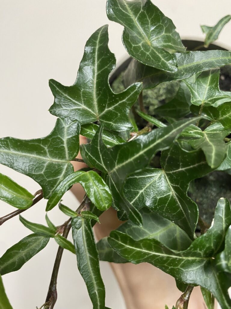 Hedera helix Minicoup
