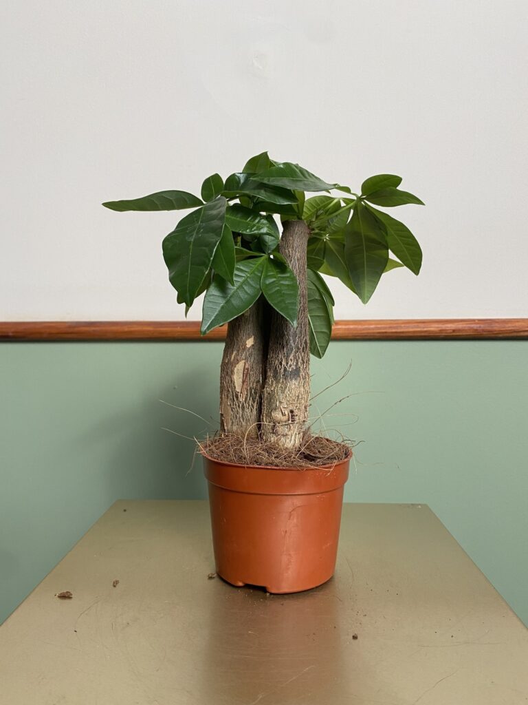Pachira aquatica wodna (mała)