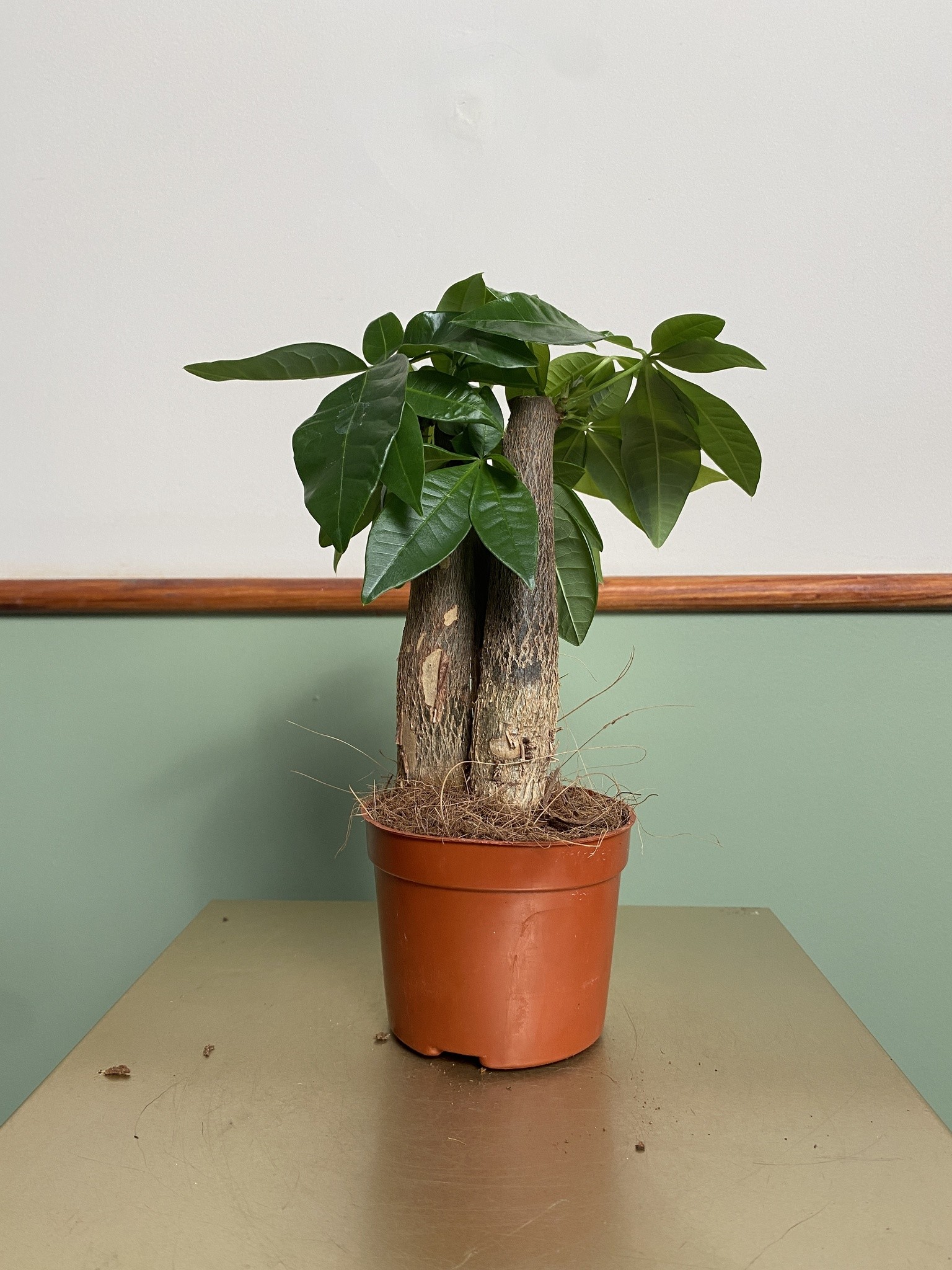 Pachira aquatica wodna (mała)