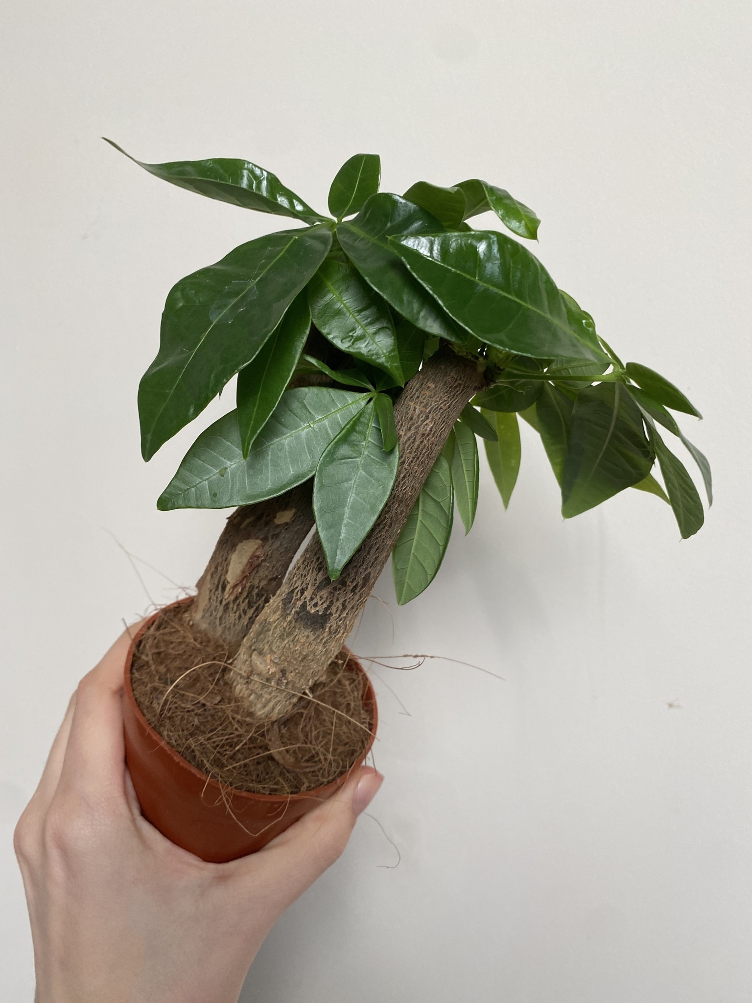 Pachira aquatica wodna (mała)