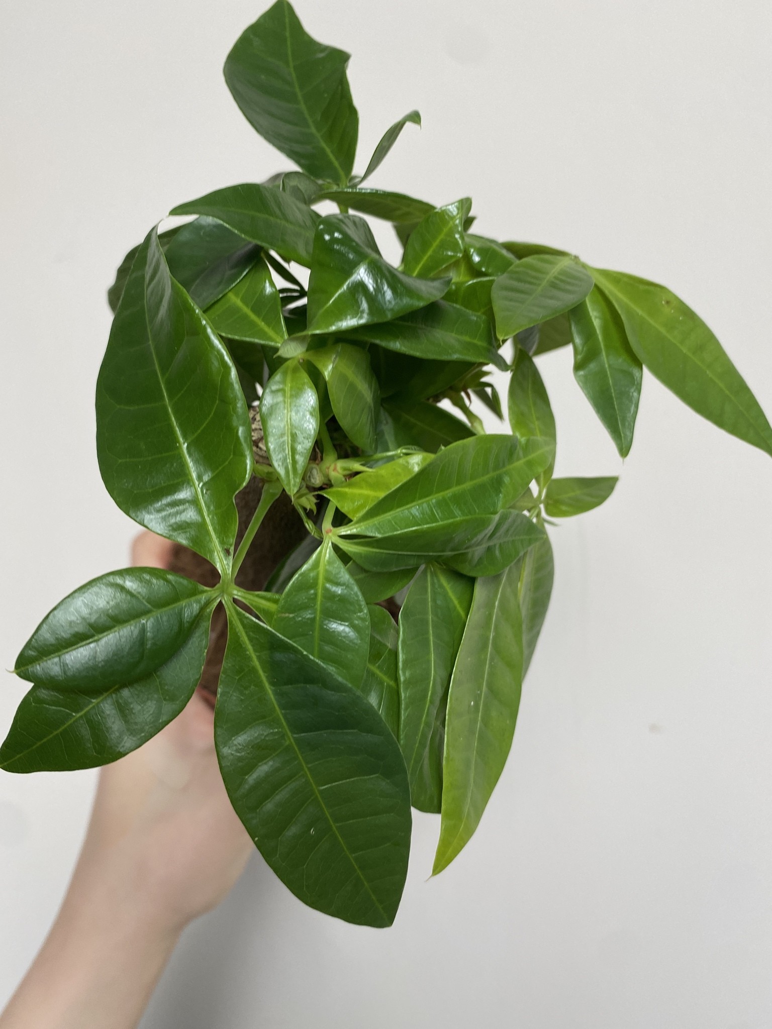Pachira aquatica wodna (mała)