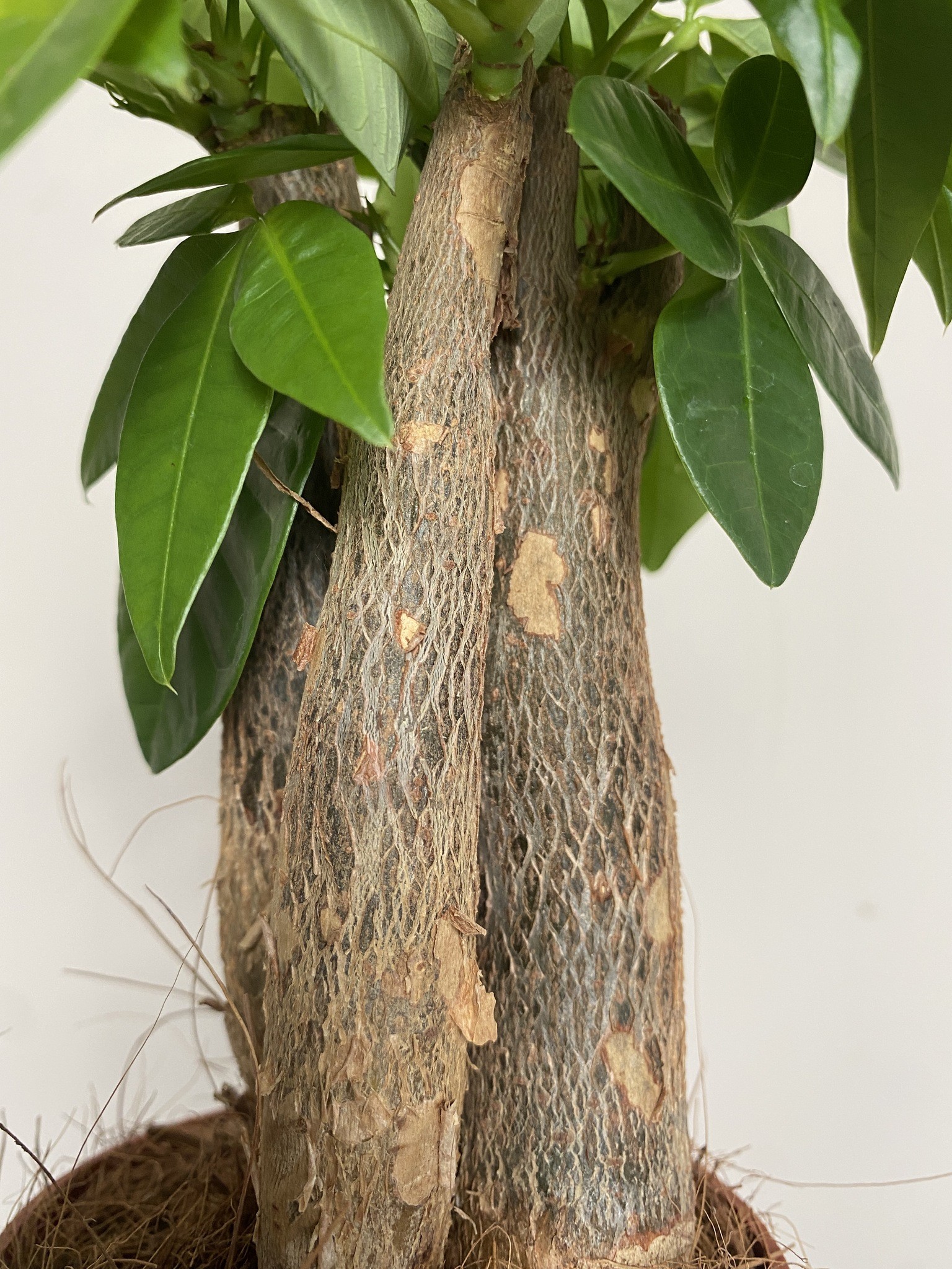 Pachira aquatica wodna (mała)