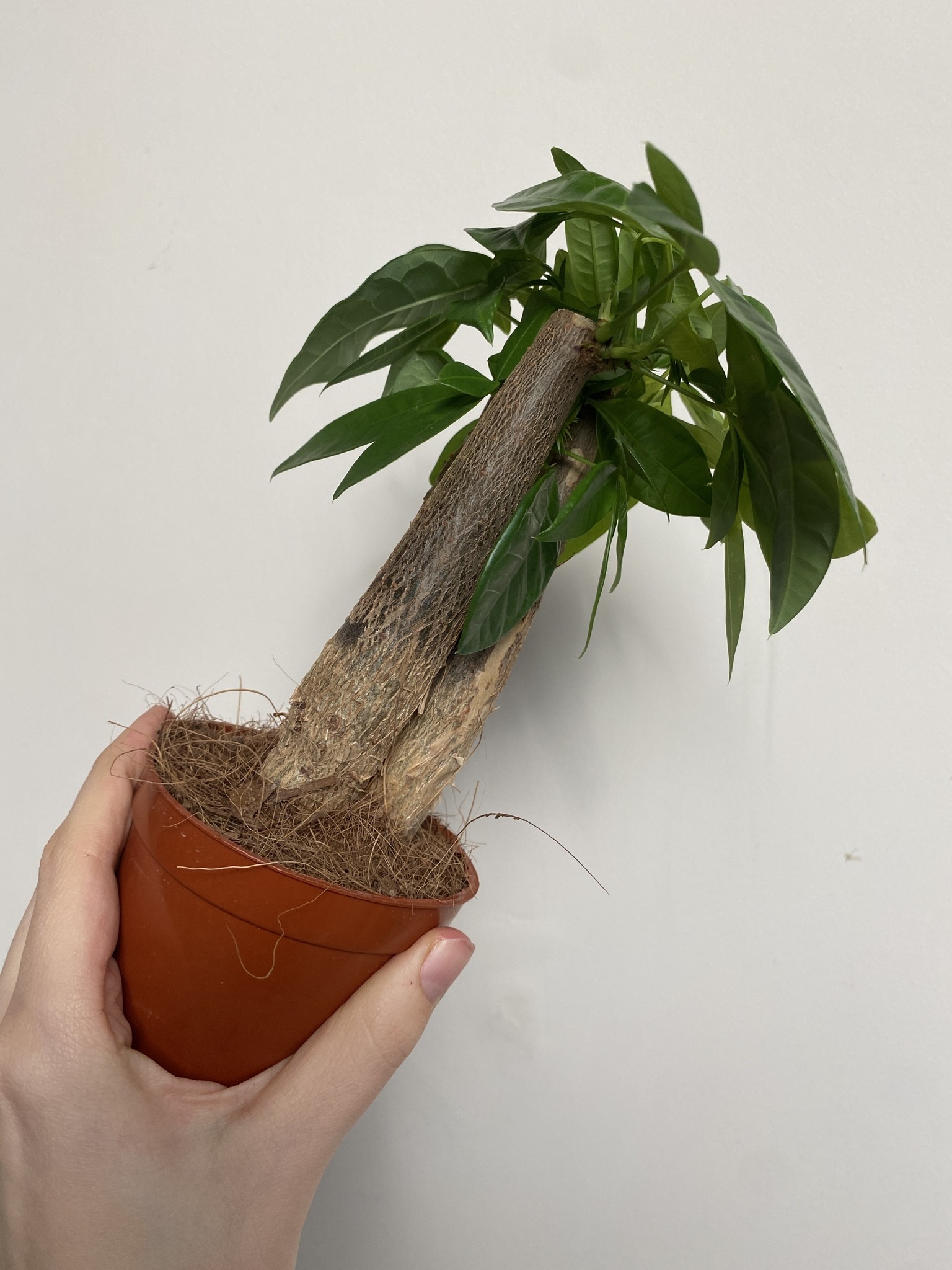 Pachira aquatica wodna (mała)