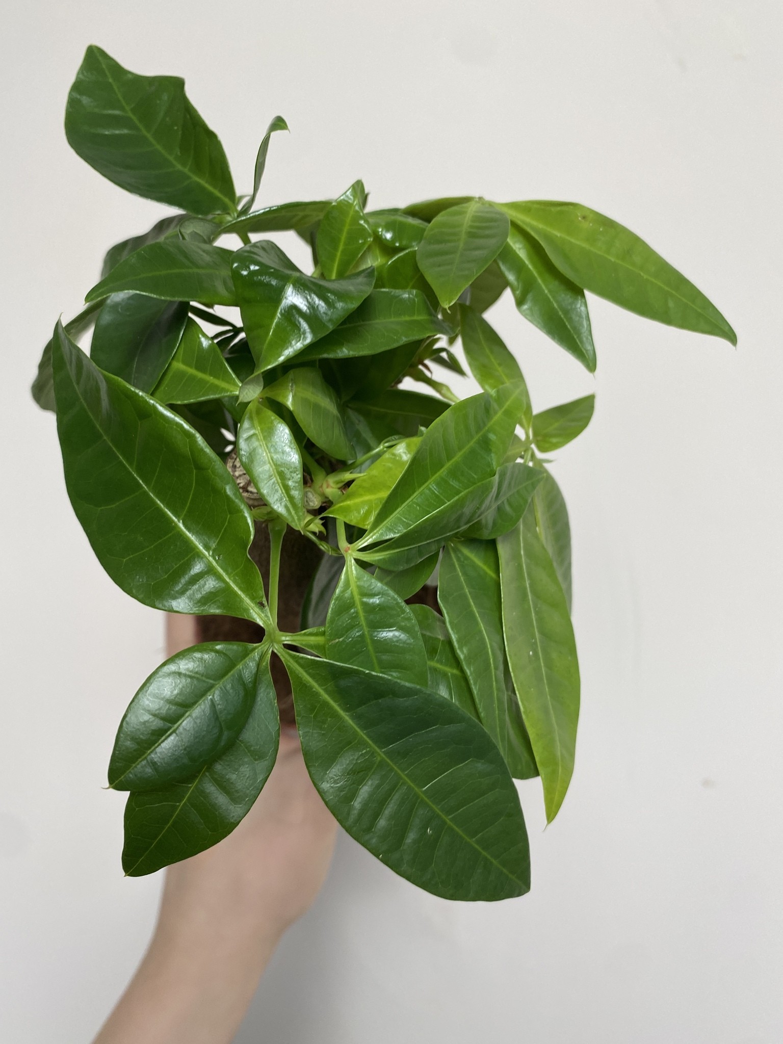 Pachira aquatica wodna (mała)